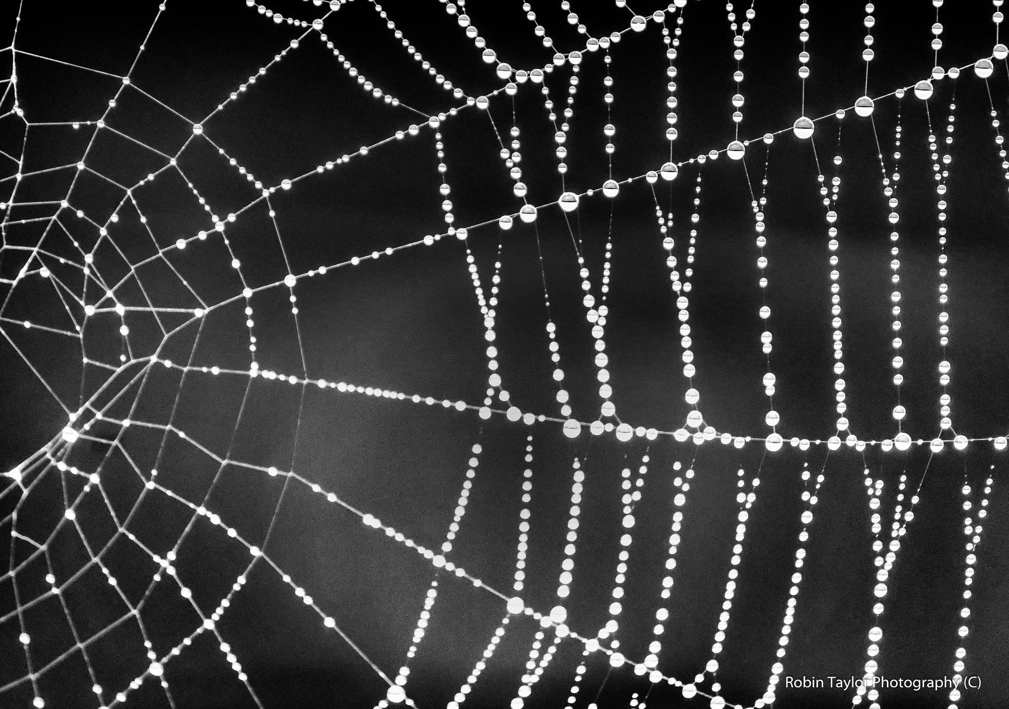 Pentax K-S1 + Sigma sample photo. Morning dew cobweb  photography