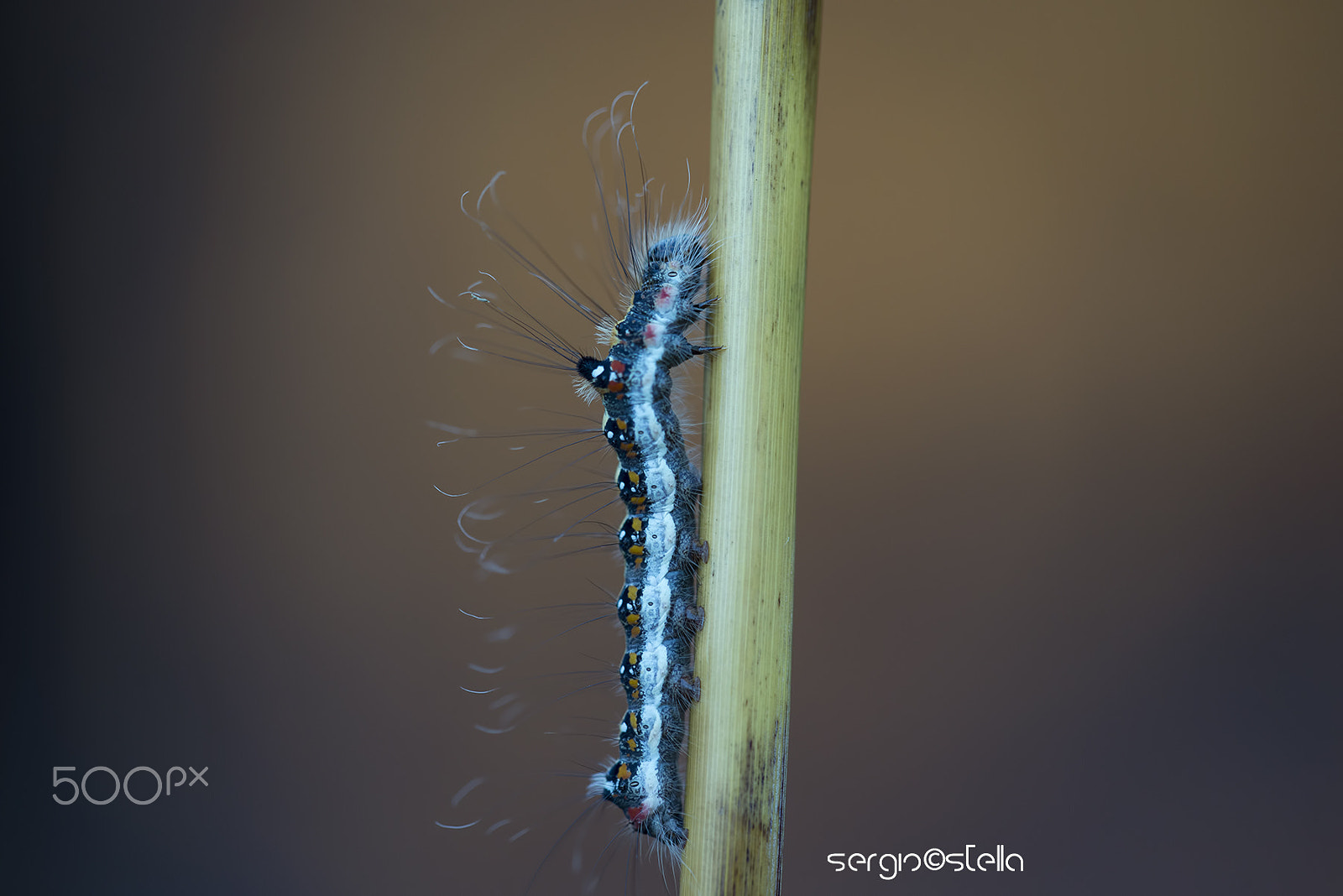 Sigma 150mm F2.8 EX DG Macro HSM sample photo. Acronicta psi larva______ photography