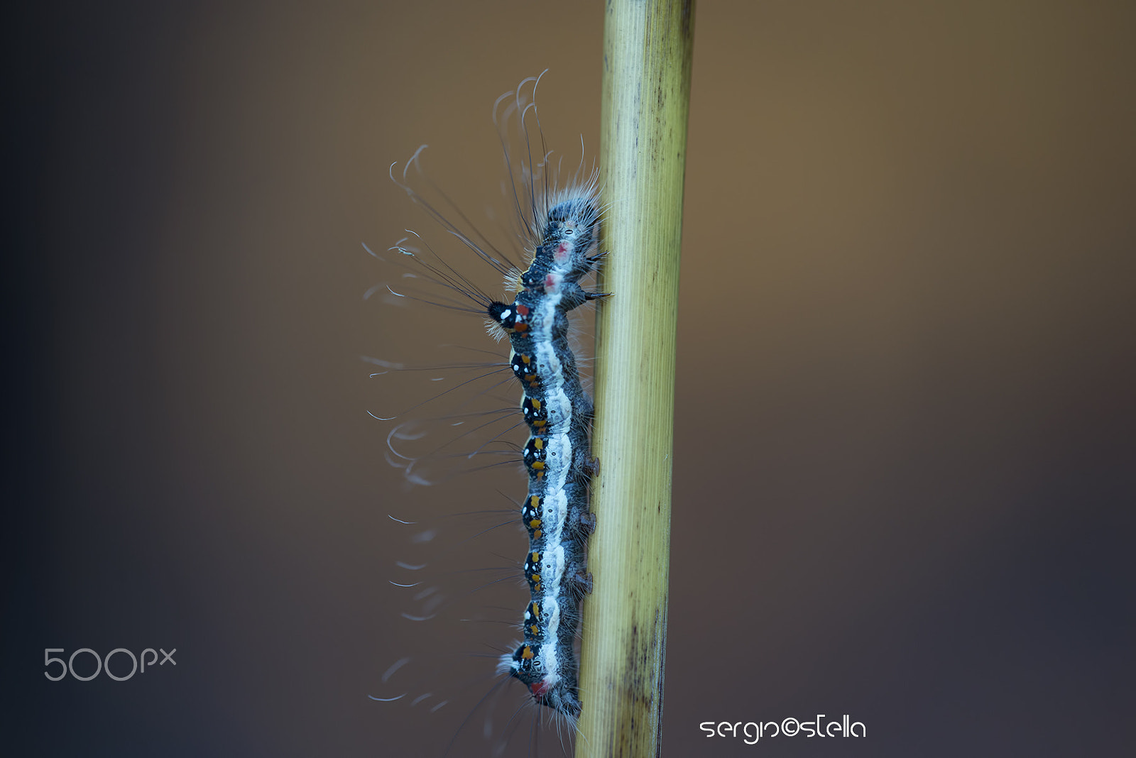 Nikon D610 + Sigma 150mm F2.8 EX DG Macro HSM sample photo. Acronicta psi larva______ photography