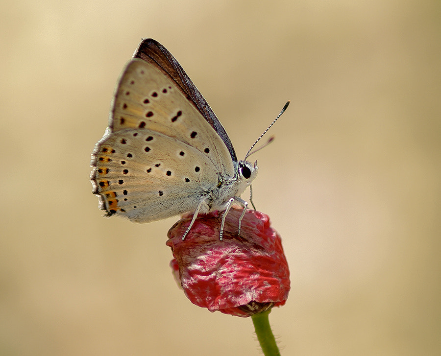 Pentax K20D + smc PENTAX-FA Macro 100mm F2.8 sample photo. Buterfly photography