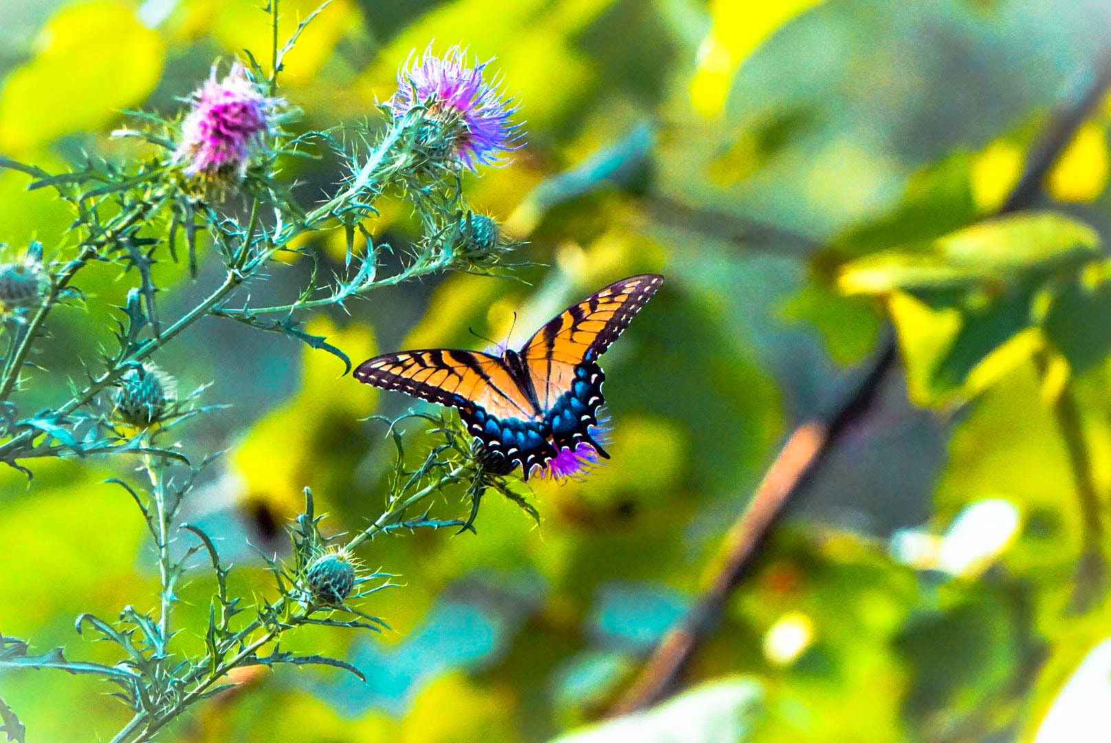 Sony a5100 sample photo. Bright butterfly photography