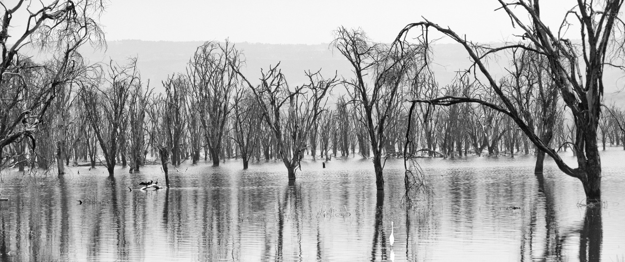 Sigma 150-500mm F5-6.3 DG OS HSM sample photo. Lake nakuru photography