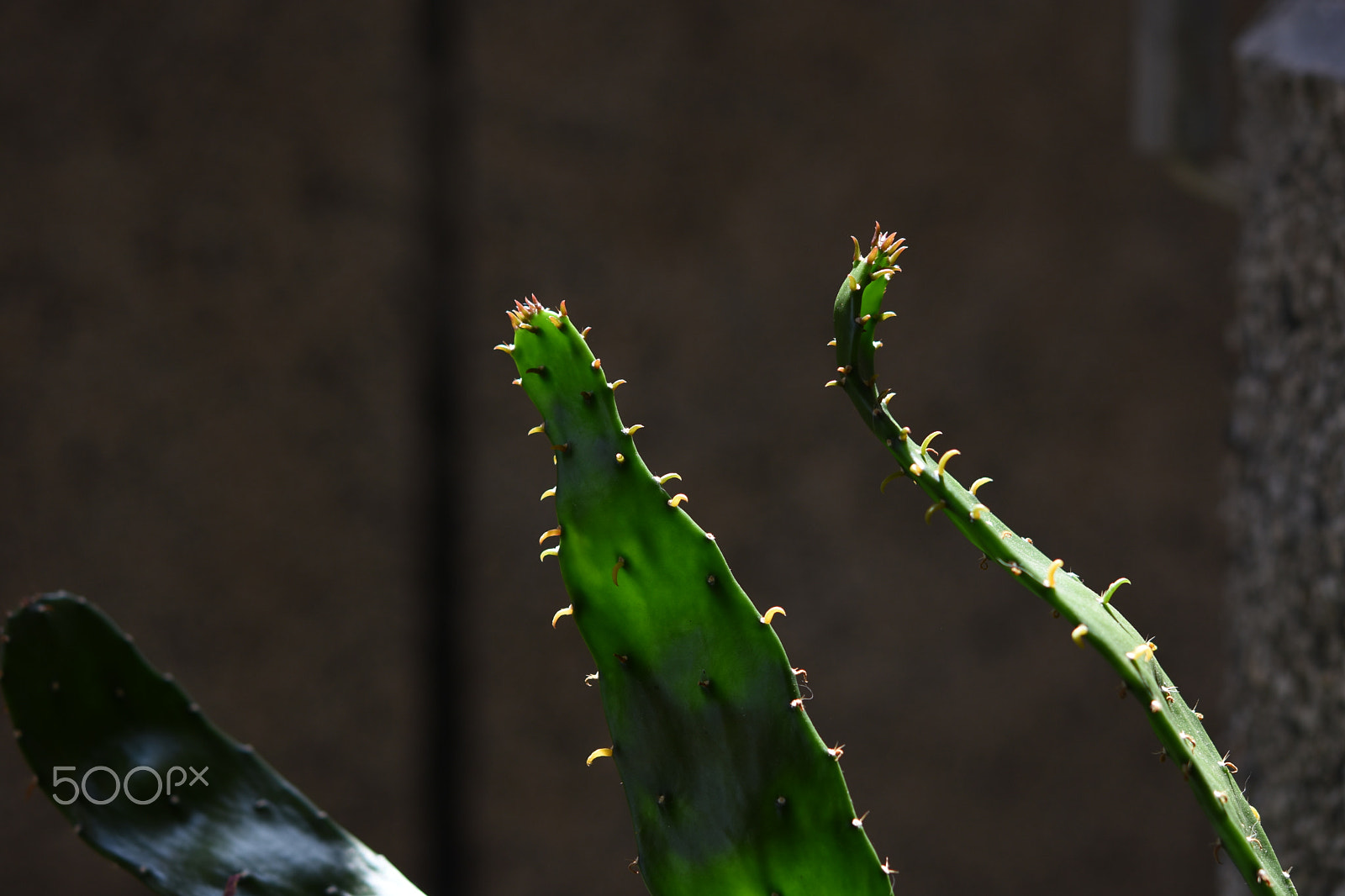 Nikon AF-S Micro-Nikkor 60mm F2.8G ED sample photo. Cactus photography