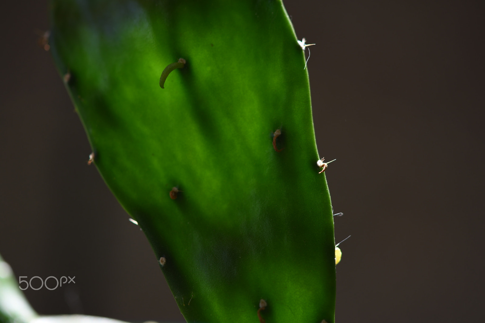 Nikon AF-S Micro-Nikkor 60mm F2.8G ED sample photo. Cactus photography