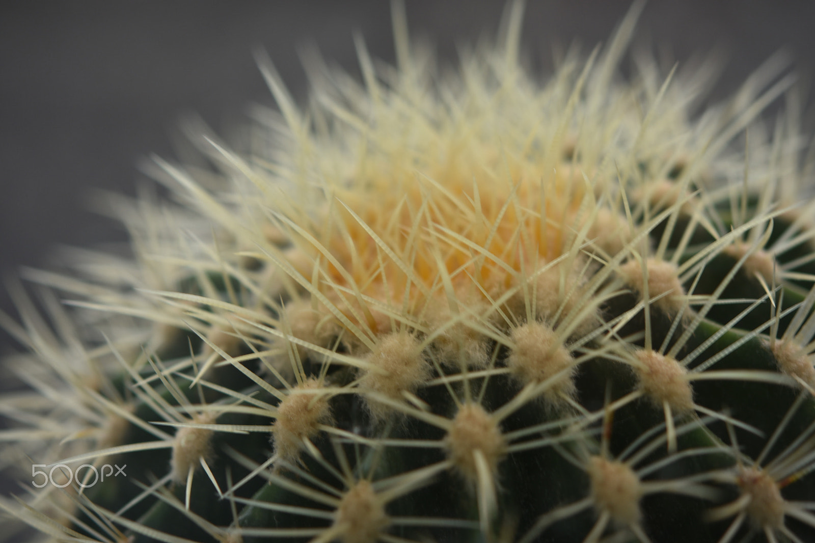 Nikon AF-S Micro-Nikkor 60mm F2.8G ED sample photo. Cactus photography