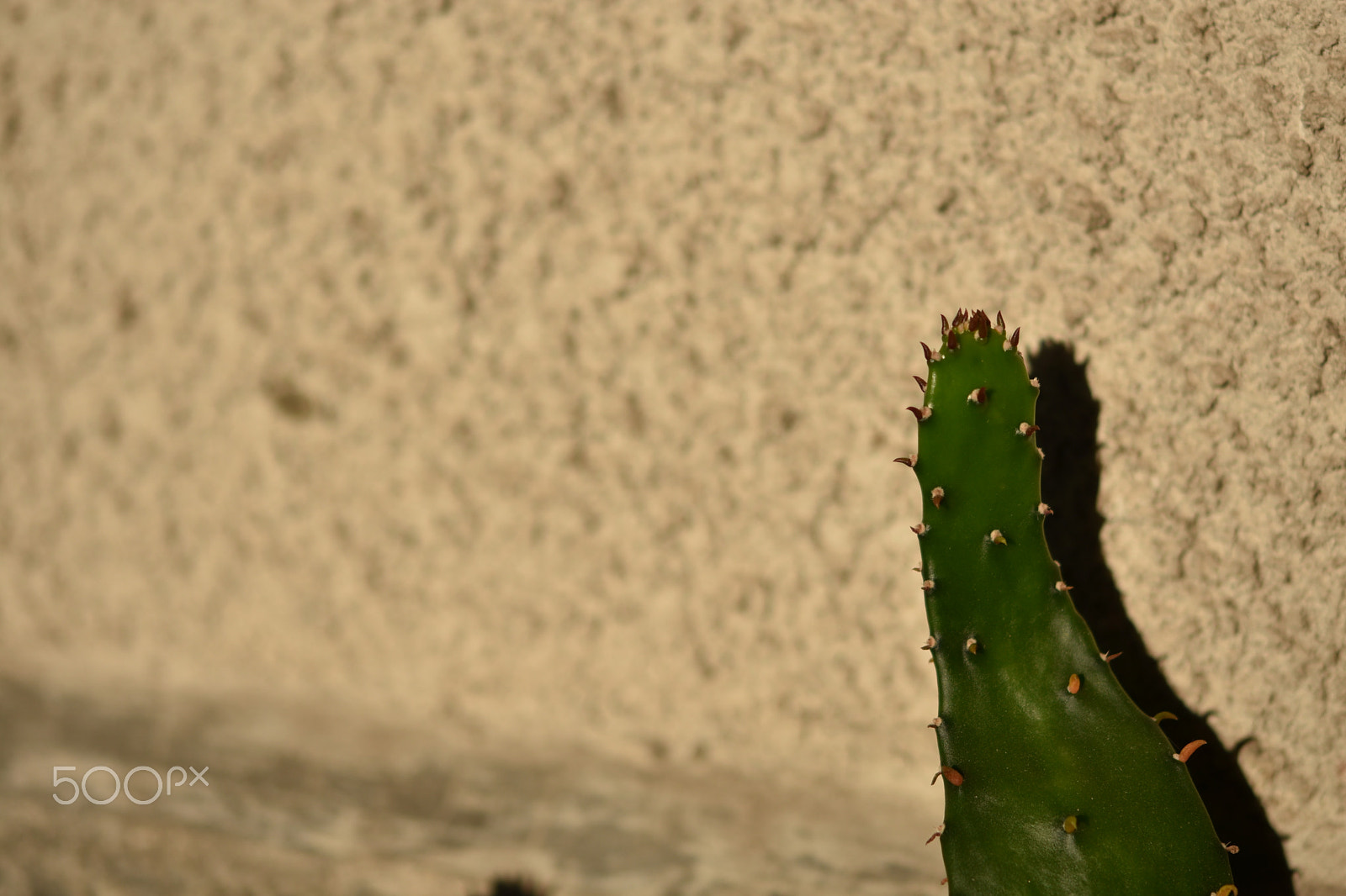 Nikon AF-S Micro-Nikkor 60mm F2.8G ED sample photo. Cactus photography