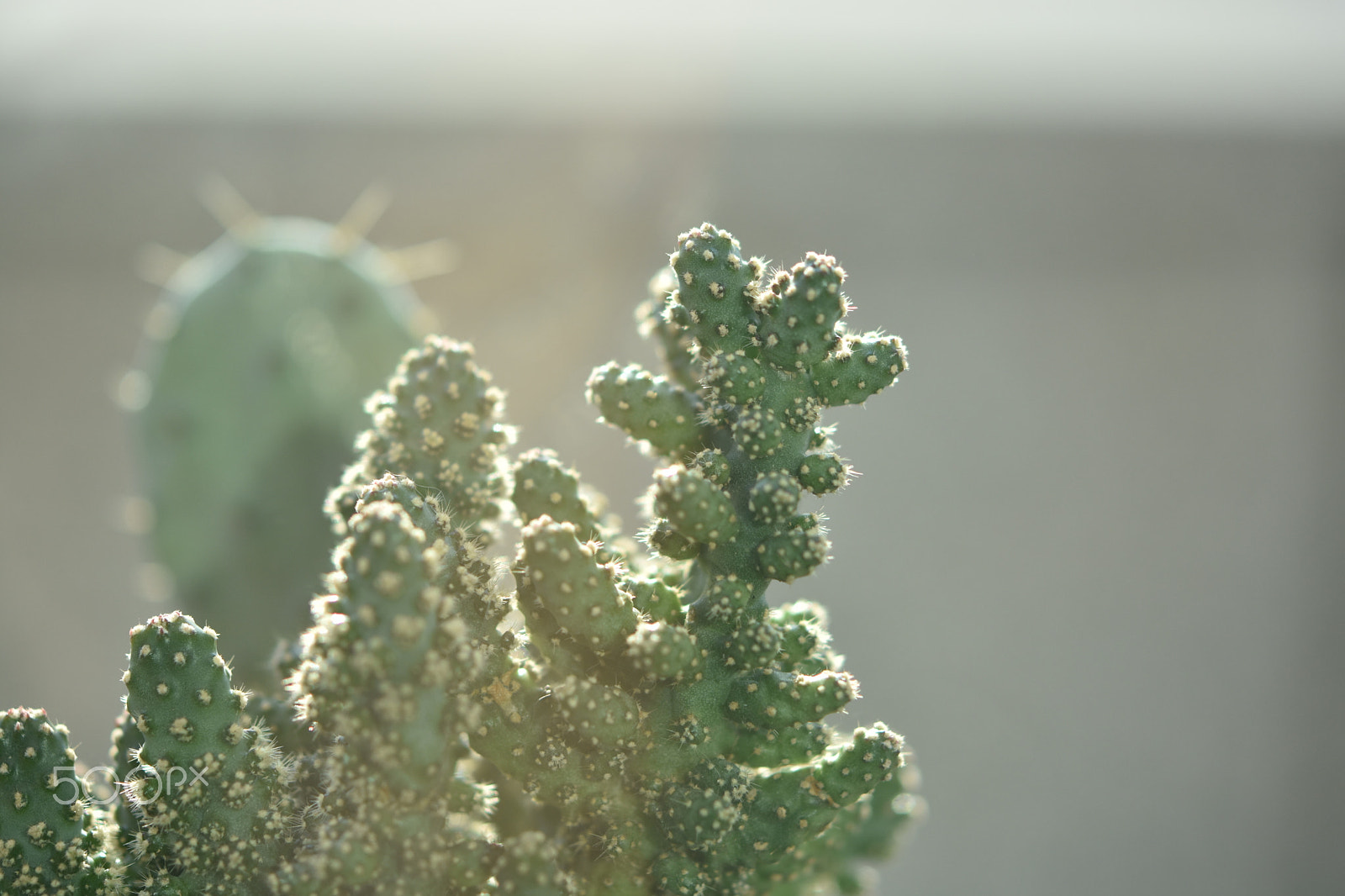 Nikon AF-S Micro-Nikkor 60mm F2.8G ED sample photo. Cactus photography