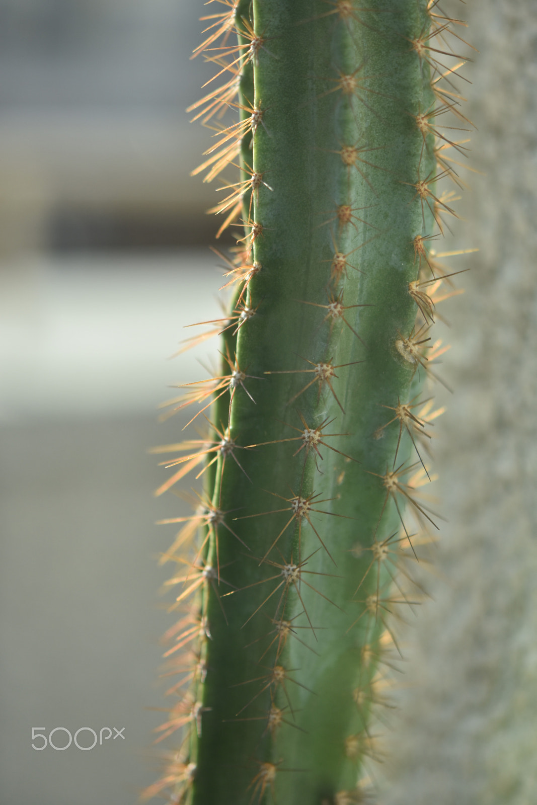 Nikon AF-S Micro-Nikkor 60mm F2.8G ED sample photo. Cactus photography