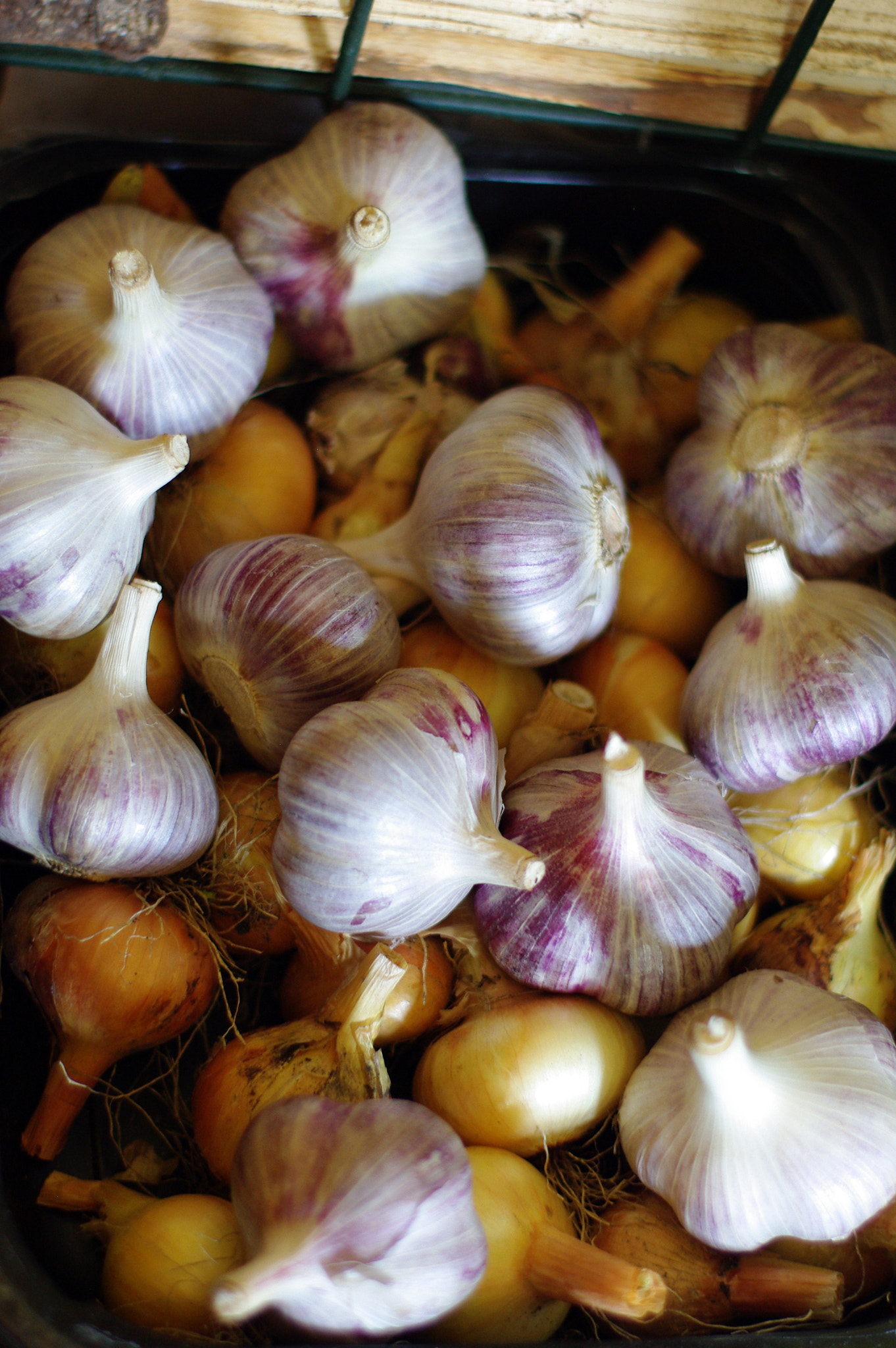 Pentax K200D sample photo. Garlic photography