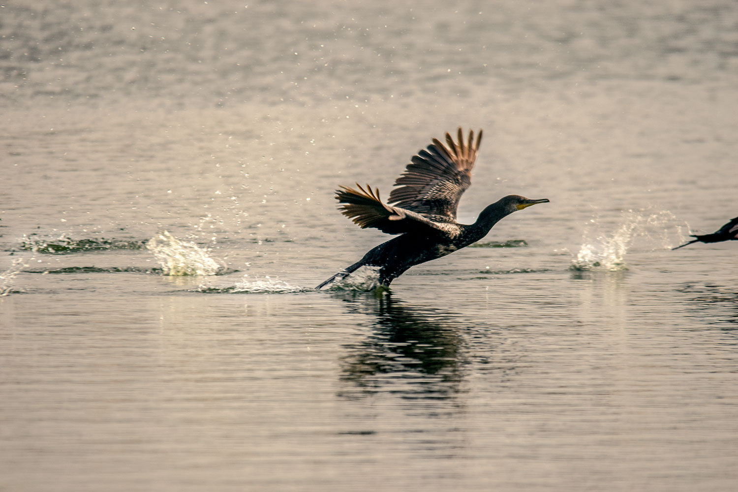 Sigma 150-500mm F5-6.3 DG OS HSM sample photo. Dasc photography