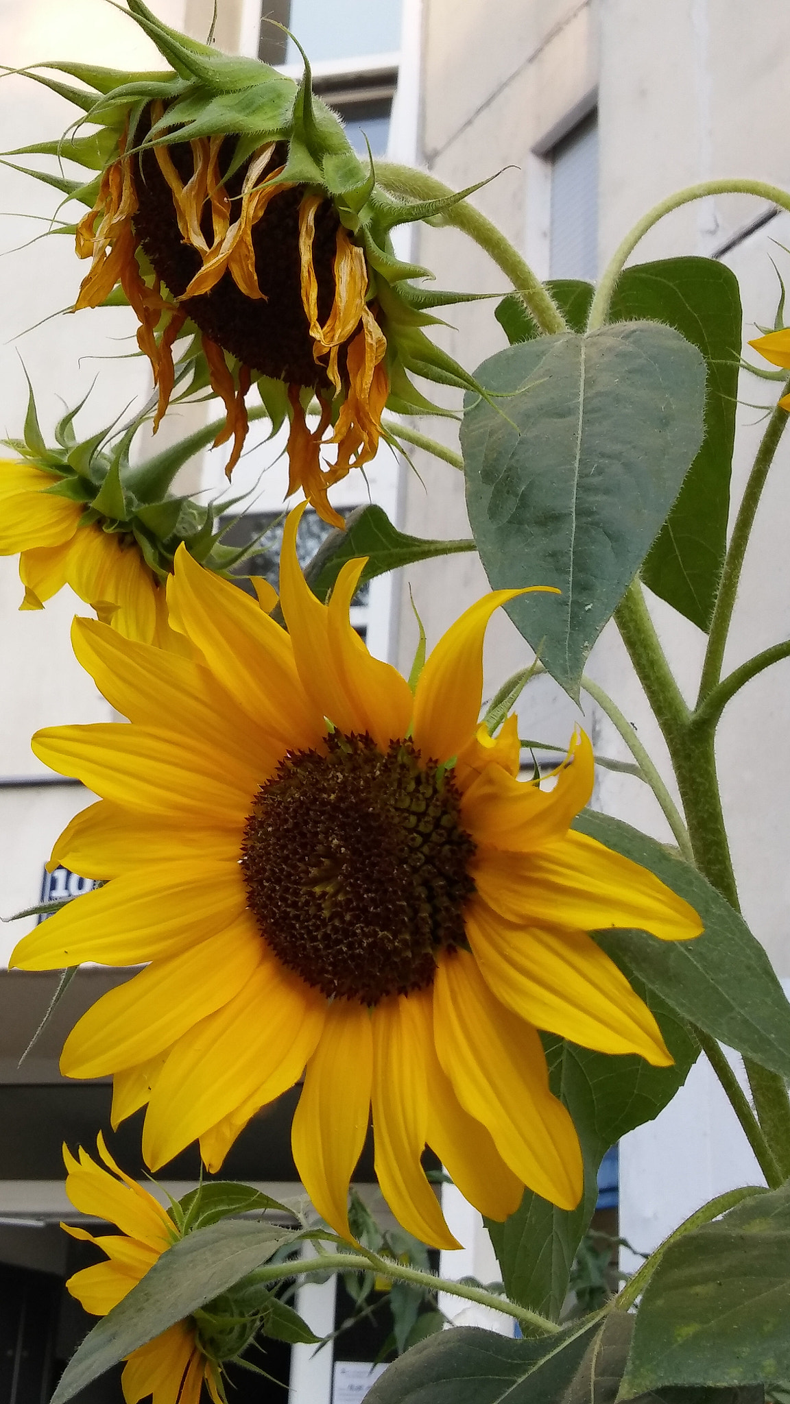 LG H650E sample photo. Fan of the sun photography