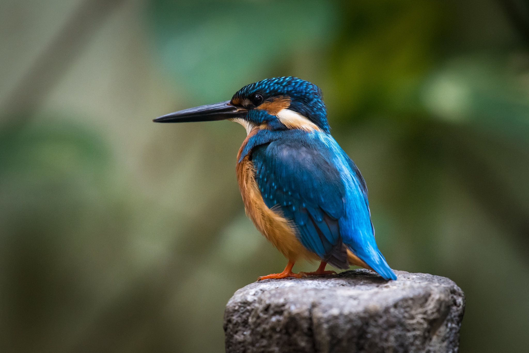 Nikon AF-S Nikkor 200-500mm F5.6E ED VR sample photo. Kingfisher photography