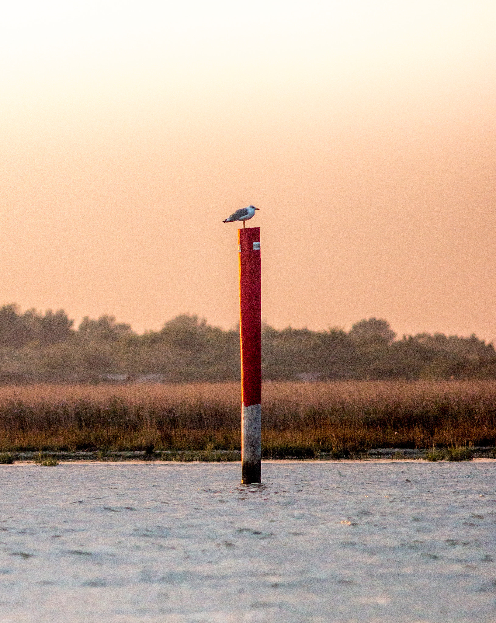 Canon EOS 70D + Canon EF 200mm F2.8L II USM sample photo. Gull in waiting photography