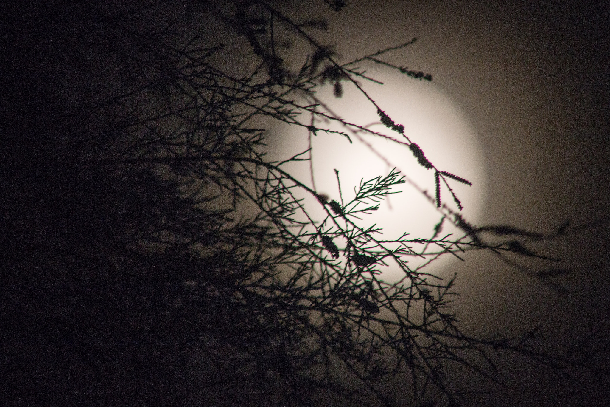 Canon EF 200mm f/2.8L II + 2x sample photo. Full moon rising i photography