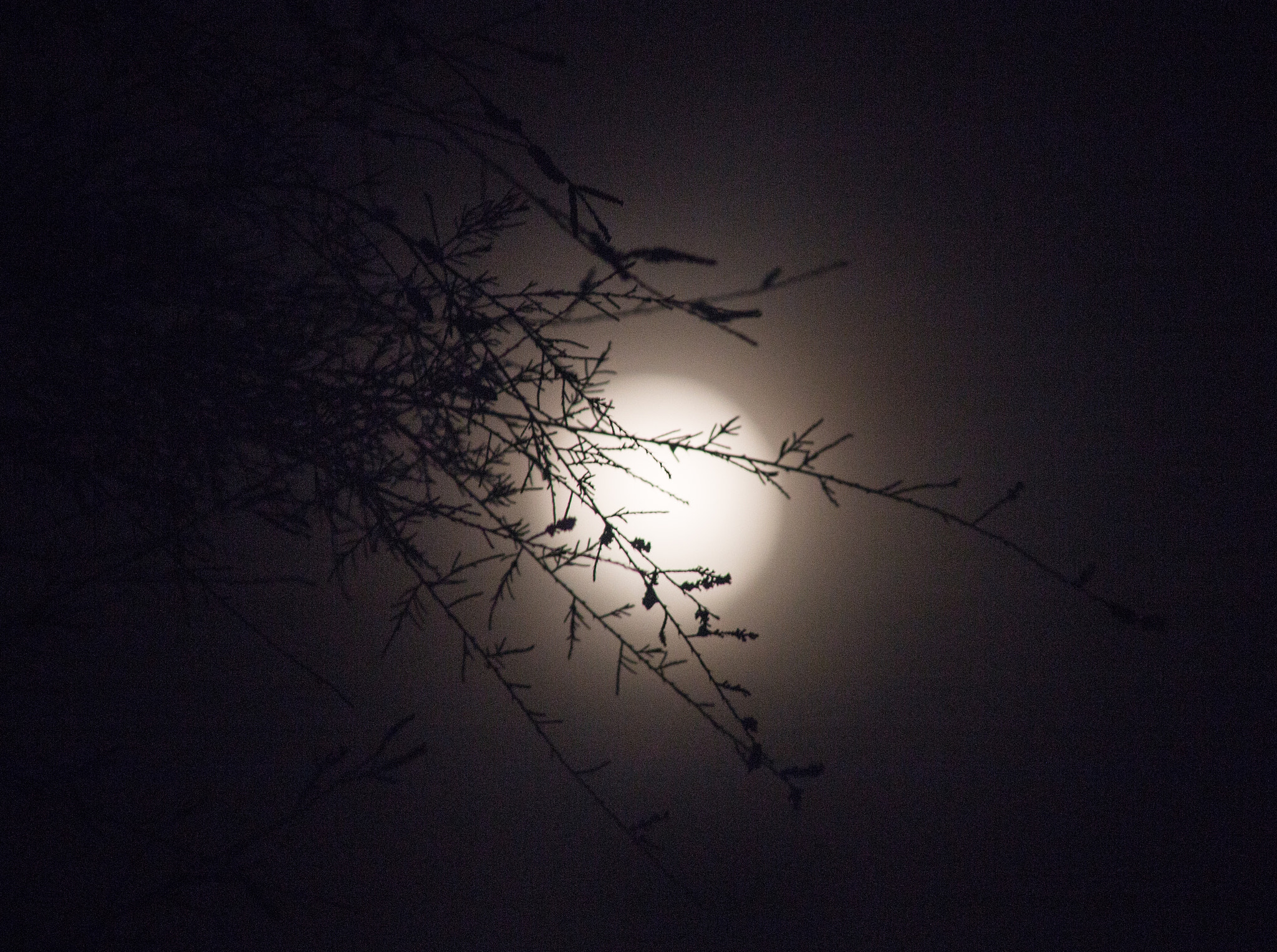 Canon EOS 70D + Canon EF 200mm F2.8L II USM sample photo. Full moon rising ii photography