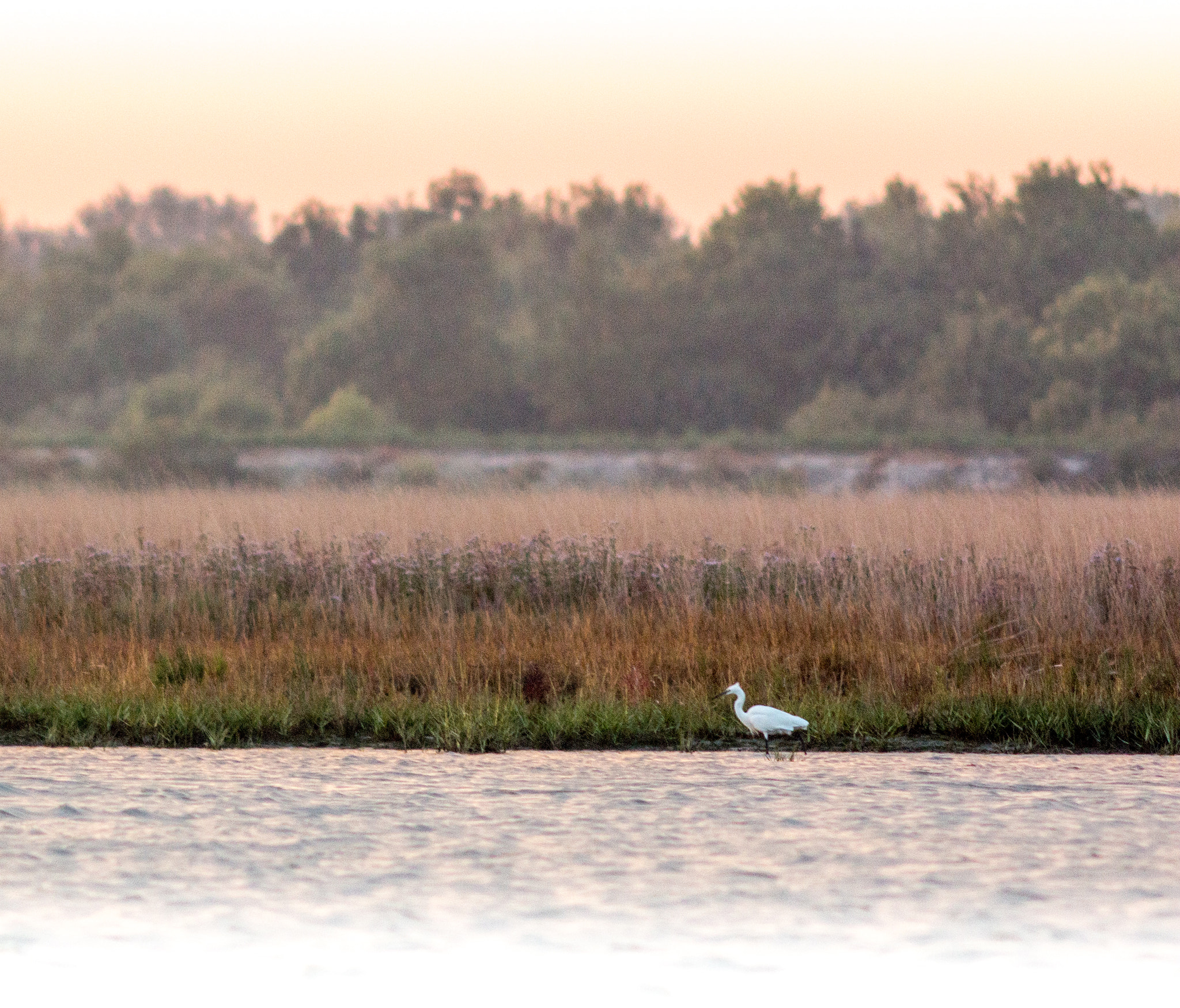 Canon EF 200mm f/2.8L II + 2x sample photo. Egret stroll photography