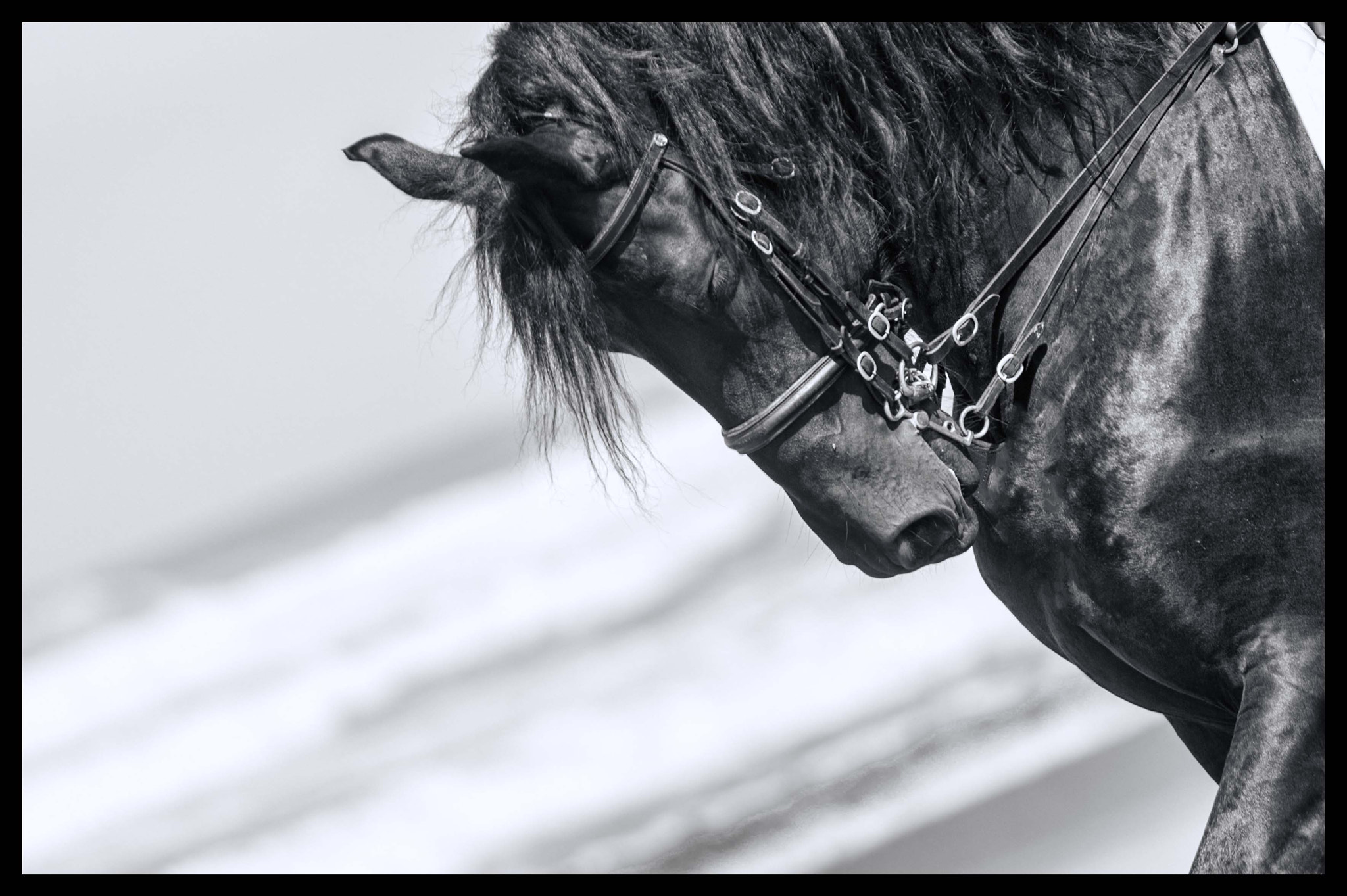 Nikon D4 sample photo. Horse photography