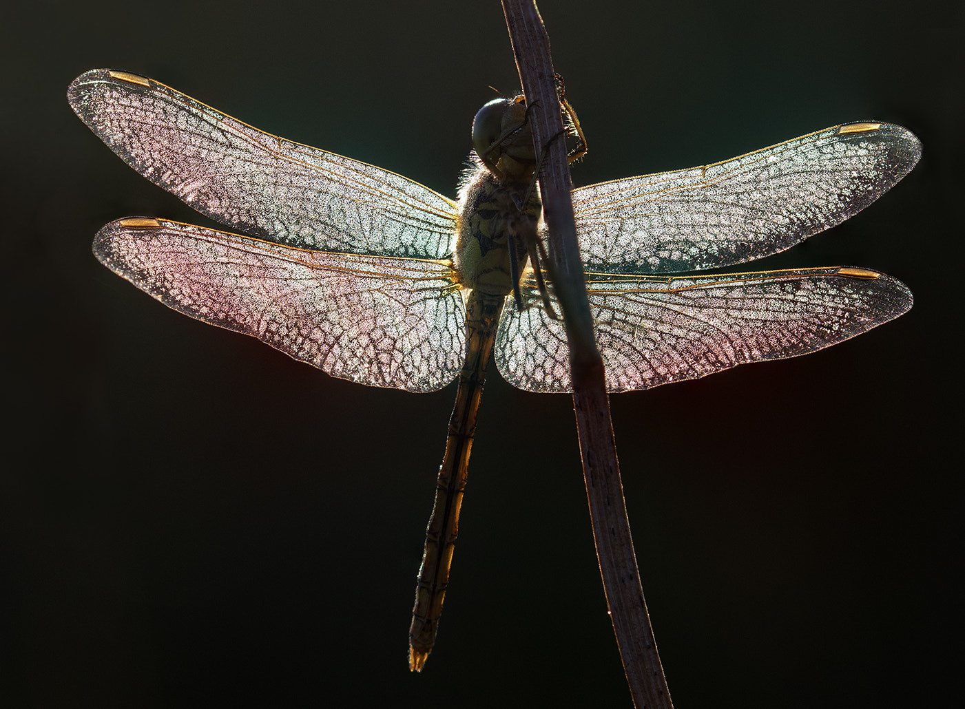 Sigma 105mm F2.8 EX DG OS HSM sample photo. Sunrise darter photography