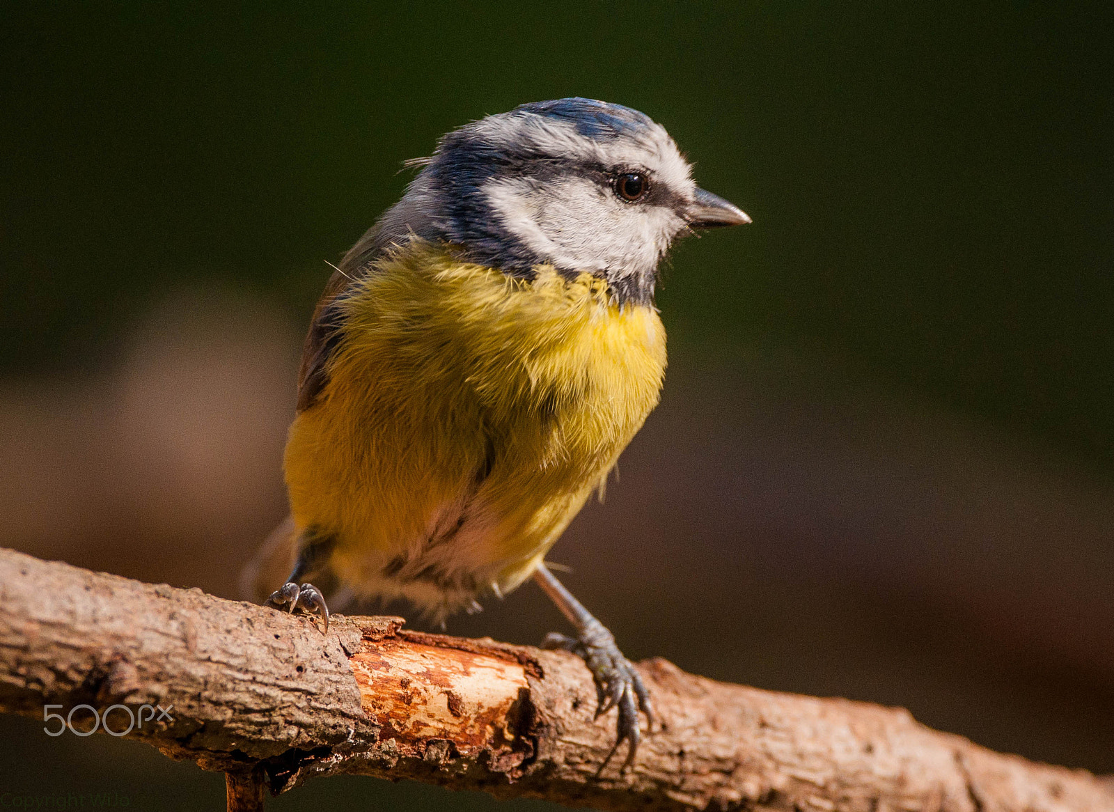 Sigma 150-600mm F5-6.3 DG OS HSM | C sample photo. Blue tit / pimpelmees photography
