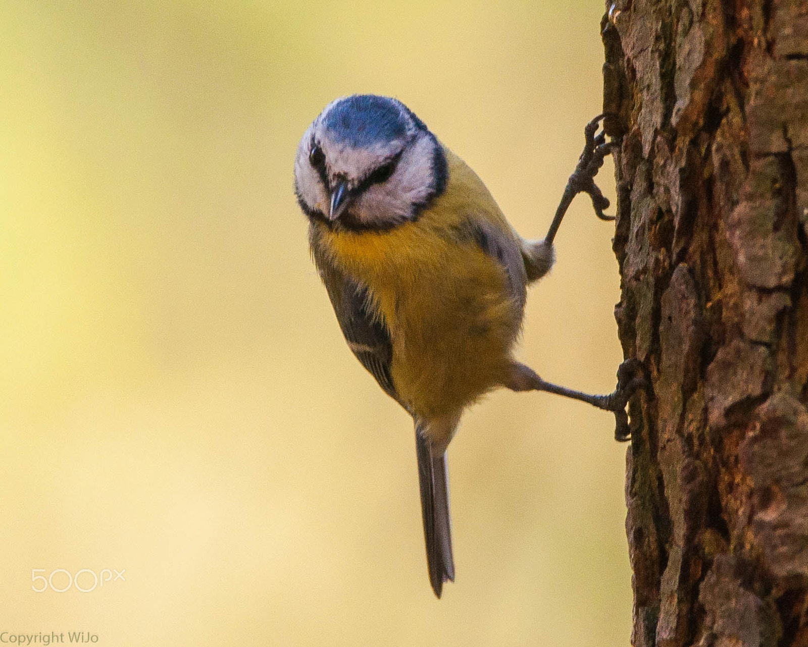 Sigma 150-600mm F5-6.3 DG OS HSM | C sample photo. Blue tit / pimpelmees photography