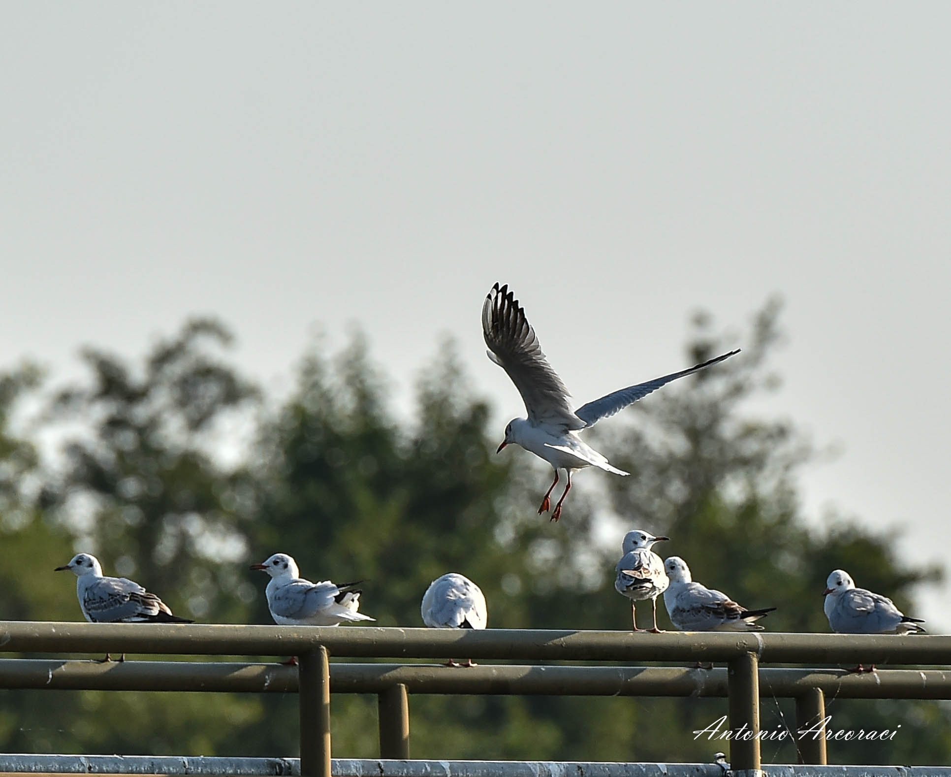 Nikon D4S sample photo. Meeting of seaguls photography