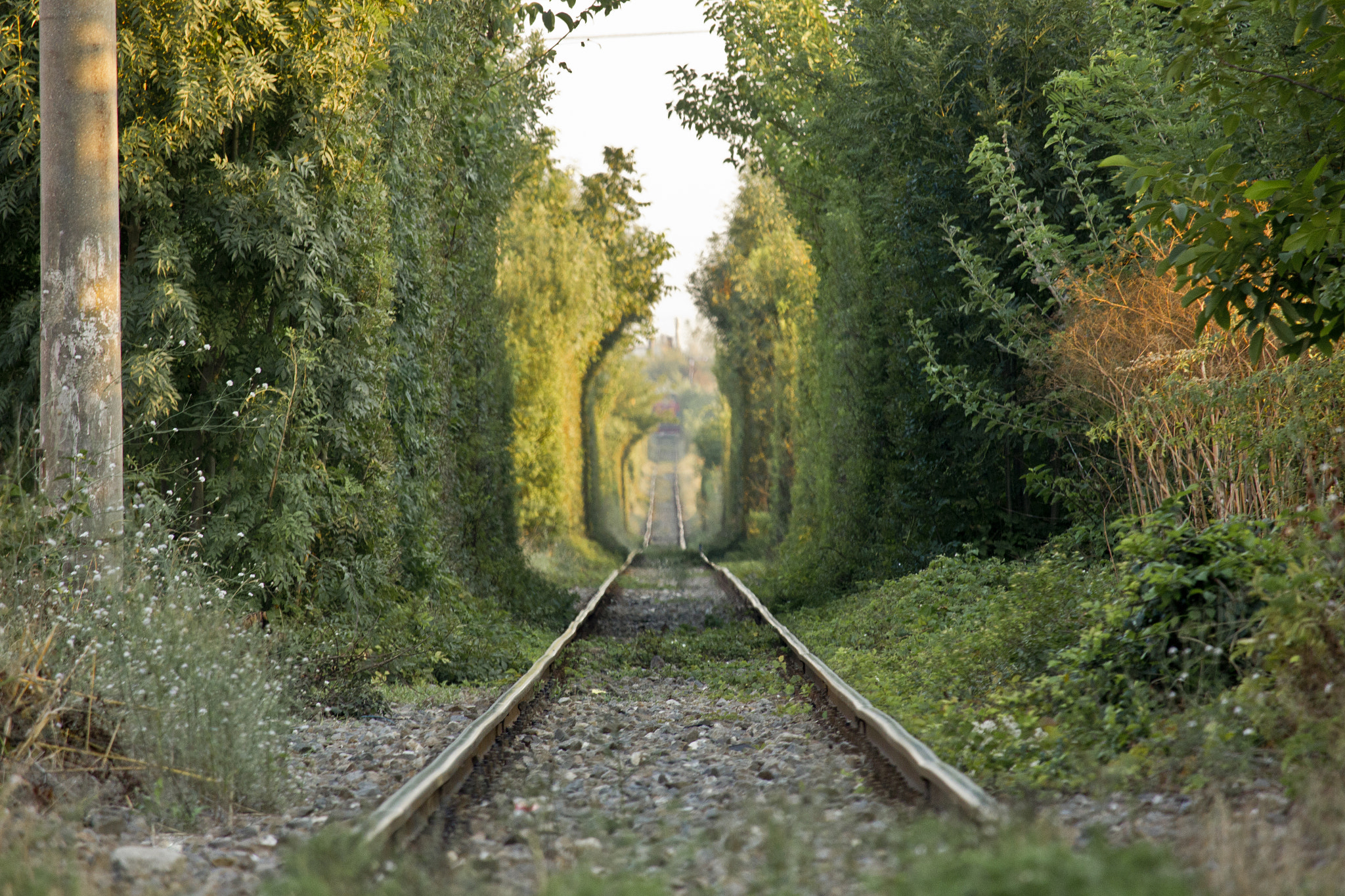 Canon EF-S 55-250mm F4-5.6 IS STM sample photo. Follow the track photography