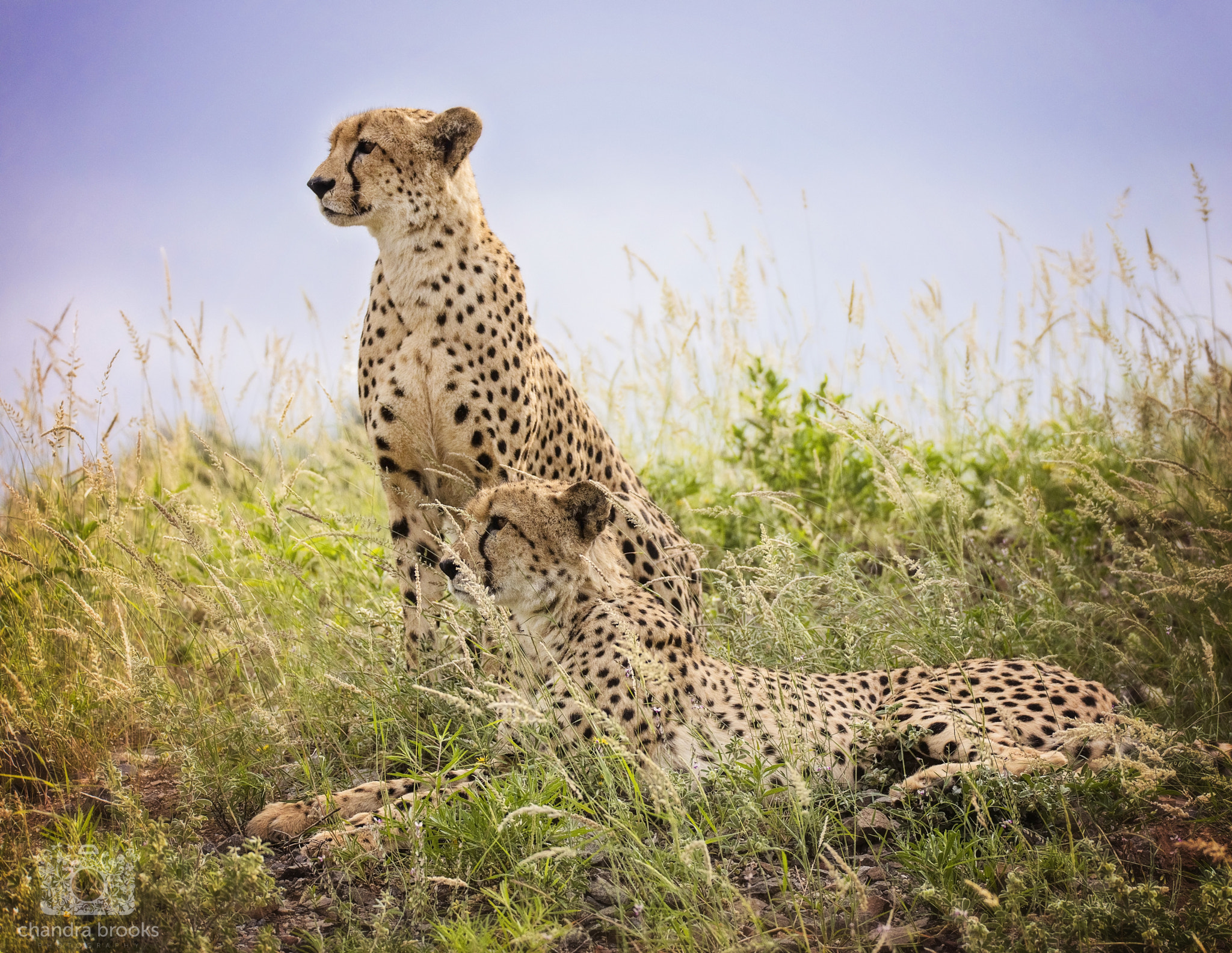 150-600mm F5-6.3 DG OS HSM | Sports 014 sample photo. Cheetah brothers photography