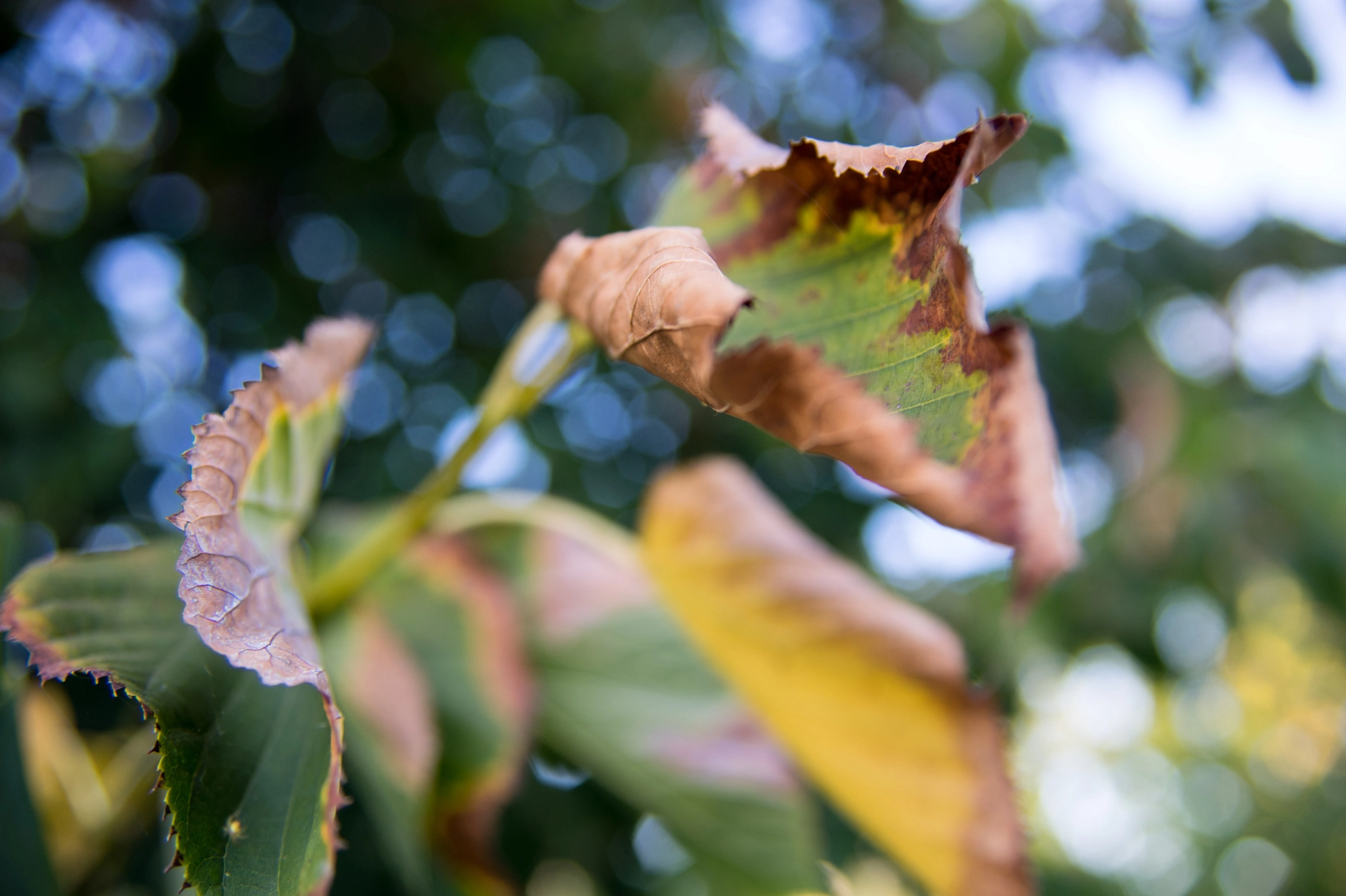 Sigma ZOOM-alpha 35-135mm F3.5-4.5 sample photo. Каштан photography
