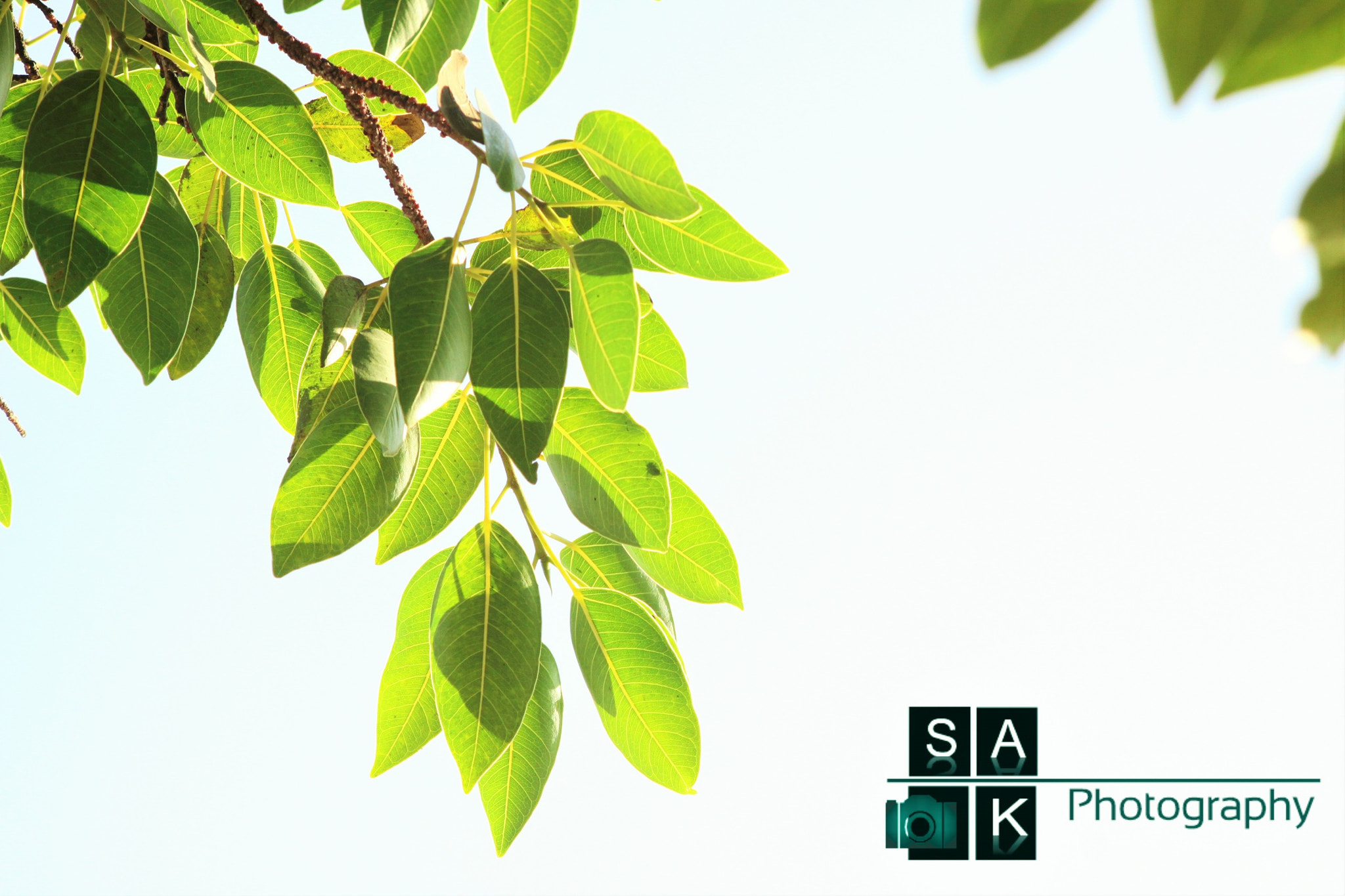 Canon EOS 50D sample photo. Leafs with sunlight photography