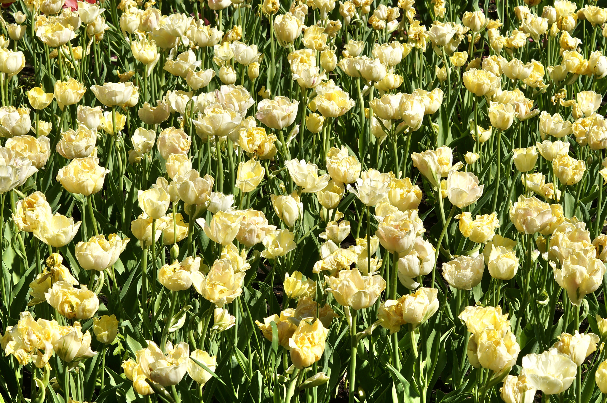 Sony SLT-A57 + Sony DT 50mm F1.8 SAM sample photo. ~ tulips in the park ~ vol 2 ~ photography