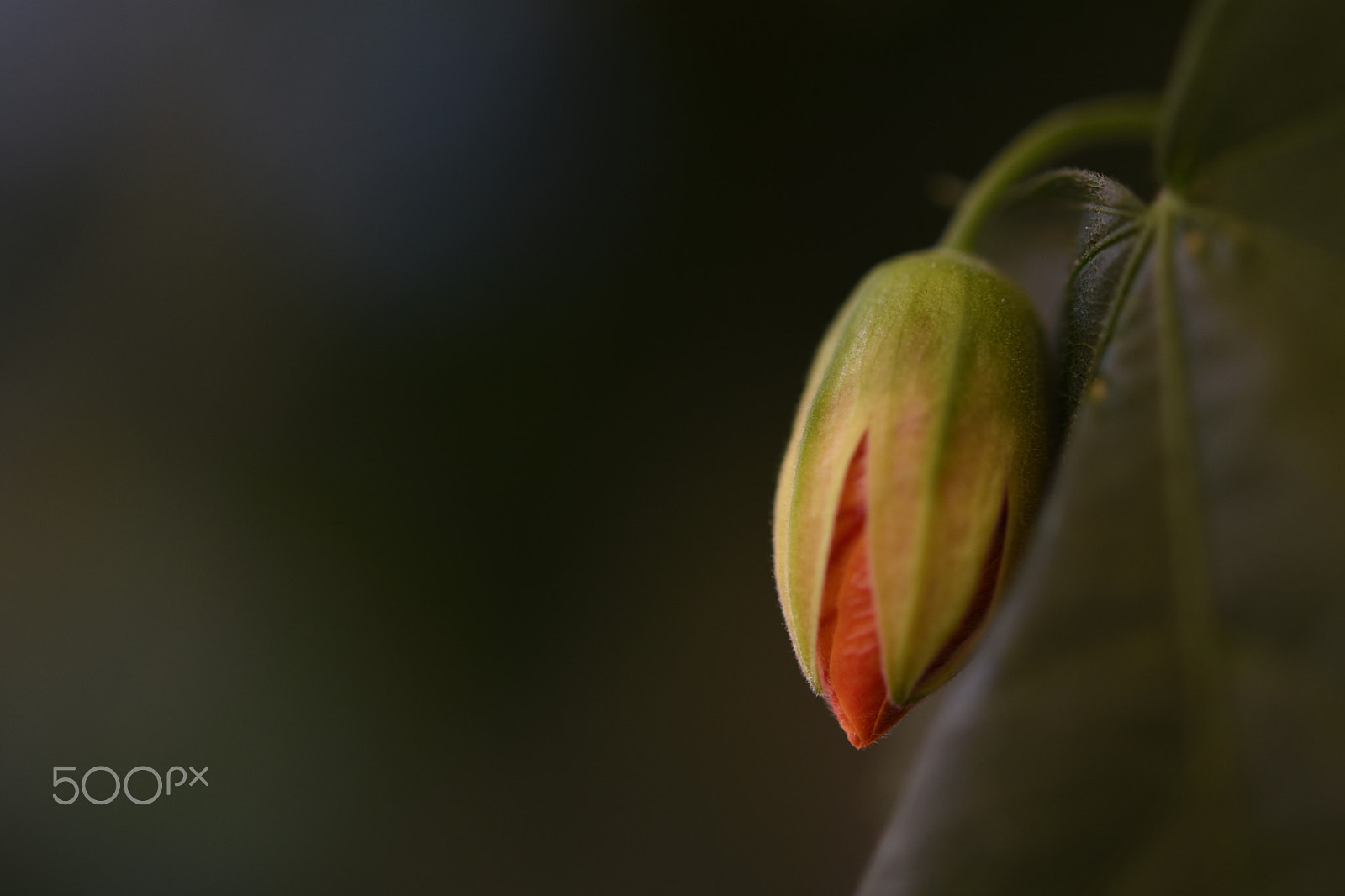 Nikon AF-S Micro-Nikkor 60mm F2.8G ED sample photo. Maple photography