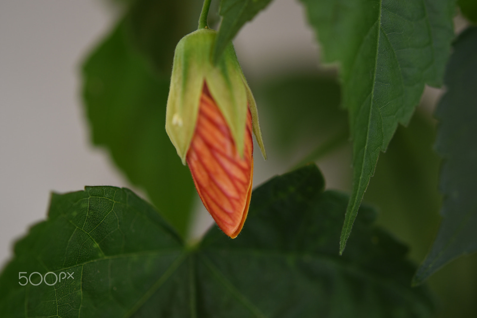 Nikon AF-S Micro-Nikkor 60mm F2.8G ED sample photo. Maple photography