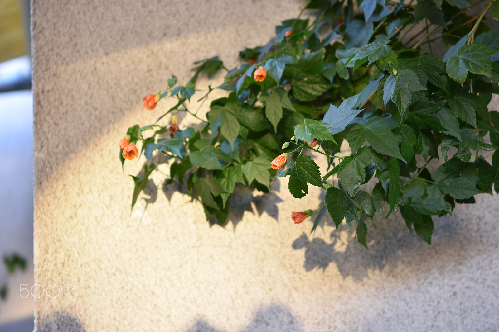 Nikon AF-S Micro-Nikkor 60mm F2.8G ED sample photo. Maple photography