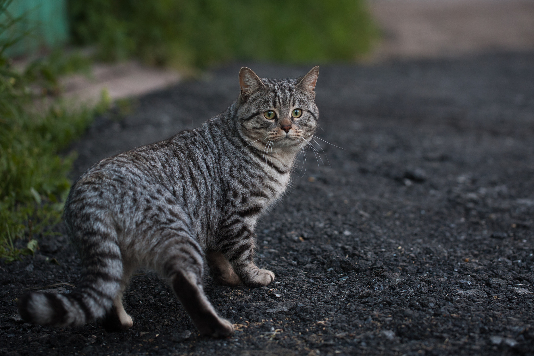 Canon EOS 5D + Canon EF 100mm F2.8L Macro IS USM sample photo. Cat photography