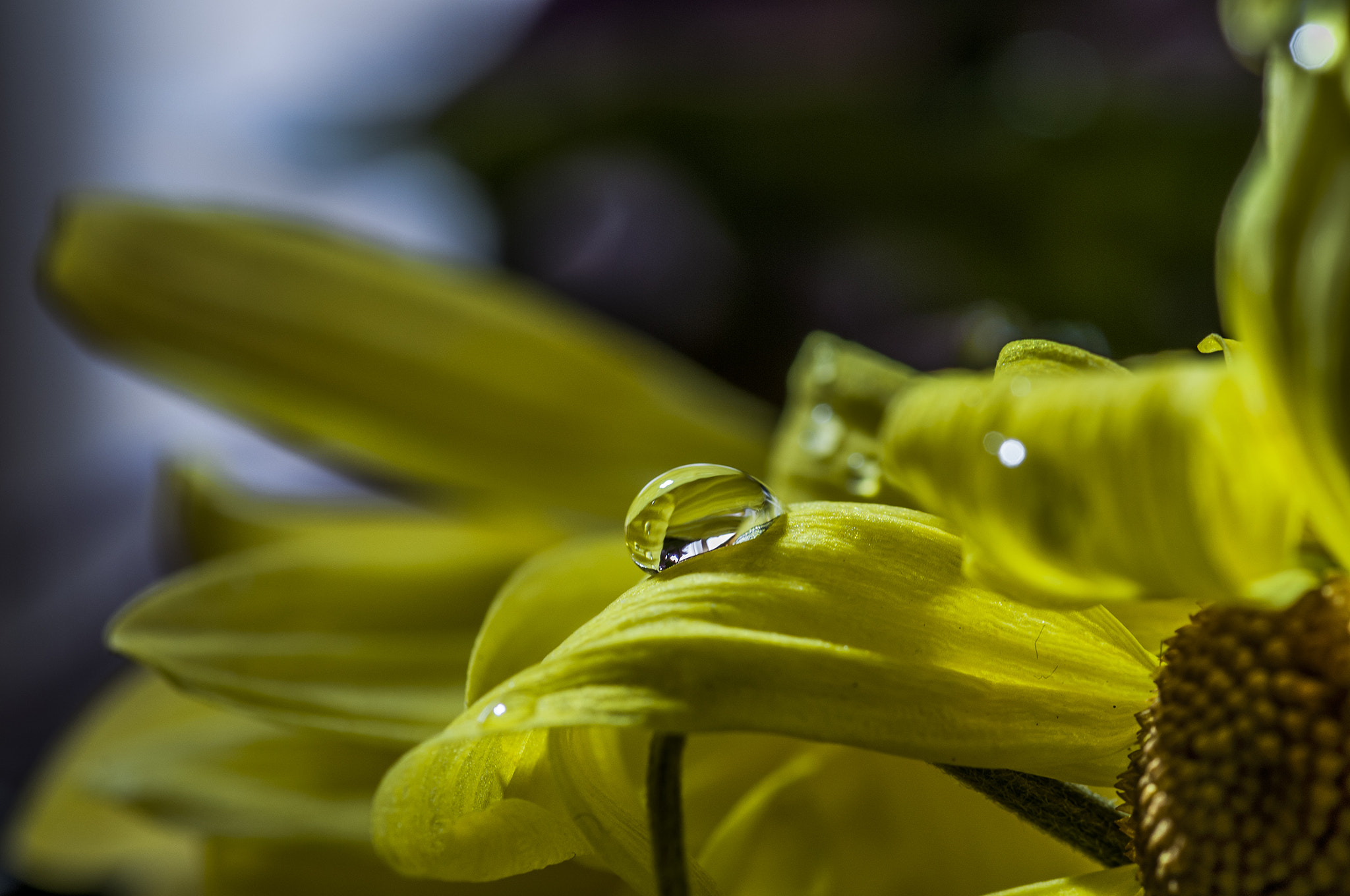 Sigma 105mm F2.8 EX DG OS HSM sample photo. Amar001 photography