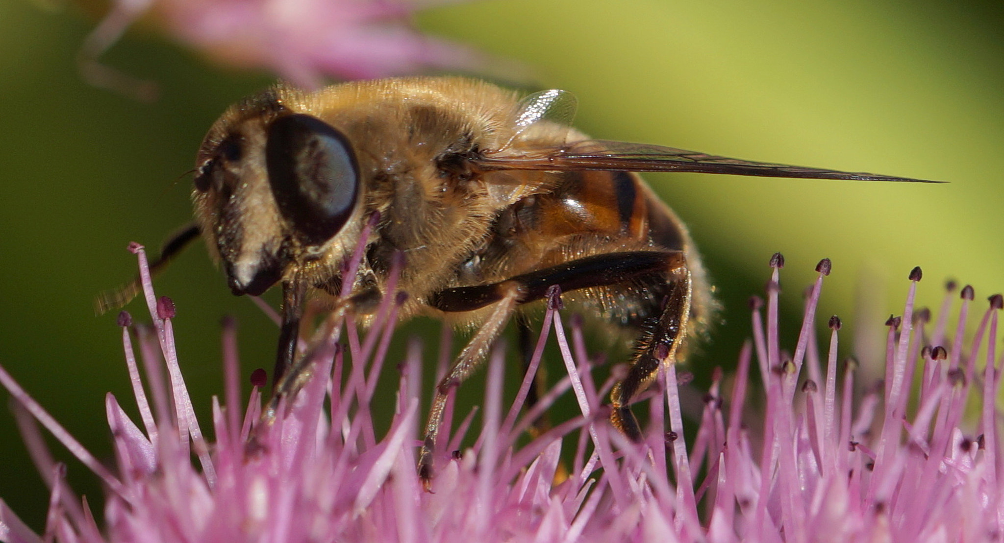 Sony SLT-A58 + 90mm F2.8 Macro SSM sample photo. Pirate bee photography