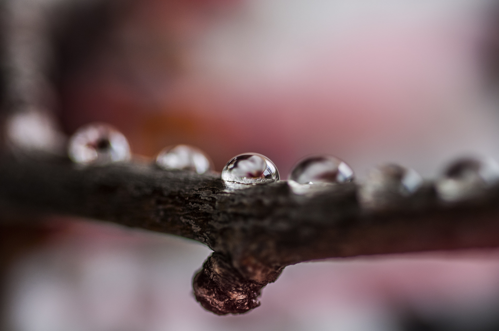 Sigma 105mm F2.8 EX DG OS HSM sample photo. Agu021 photography
