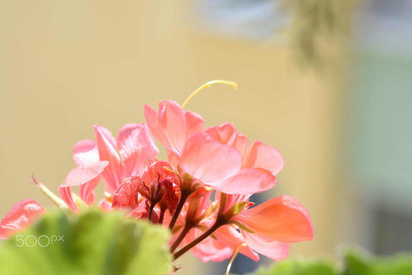 Nikon AF-S Micro-Nikkor 60mm F2.8G ED sample photo. Pelargonium photography