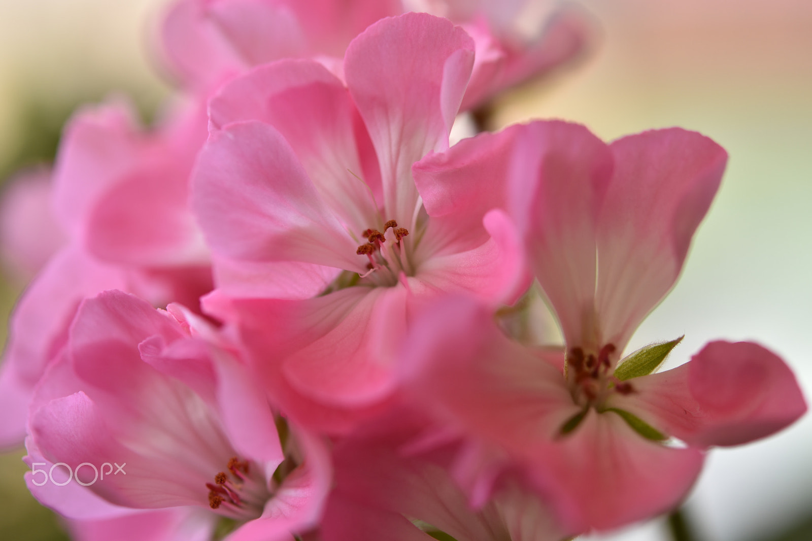 Nikon AF-S Micro-Nikkor 60mm F2.8G ED sample photo. Pelargonium photography