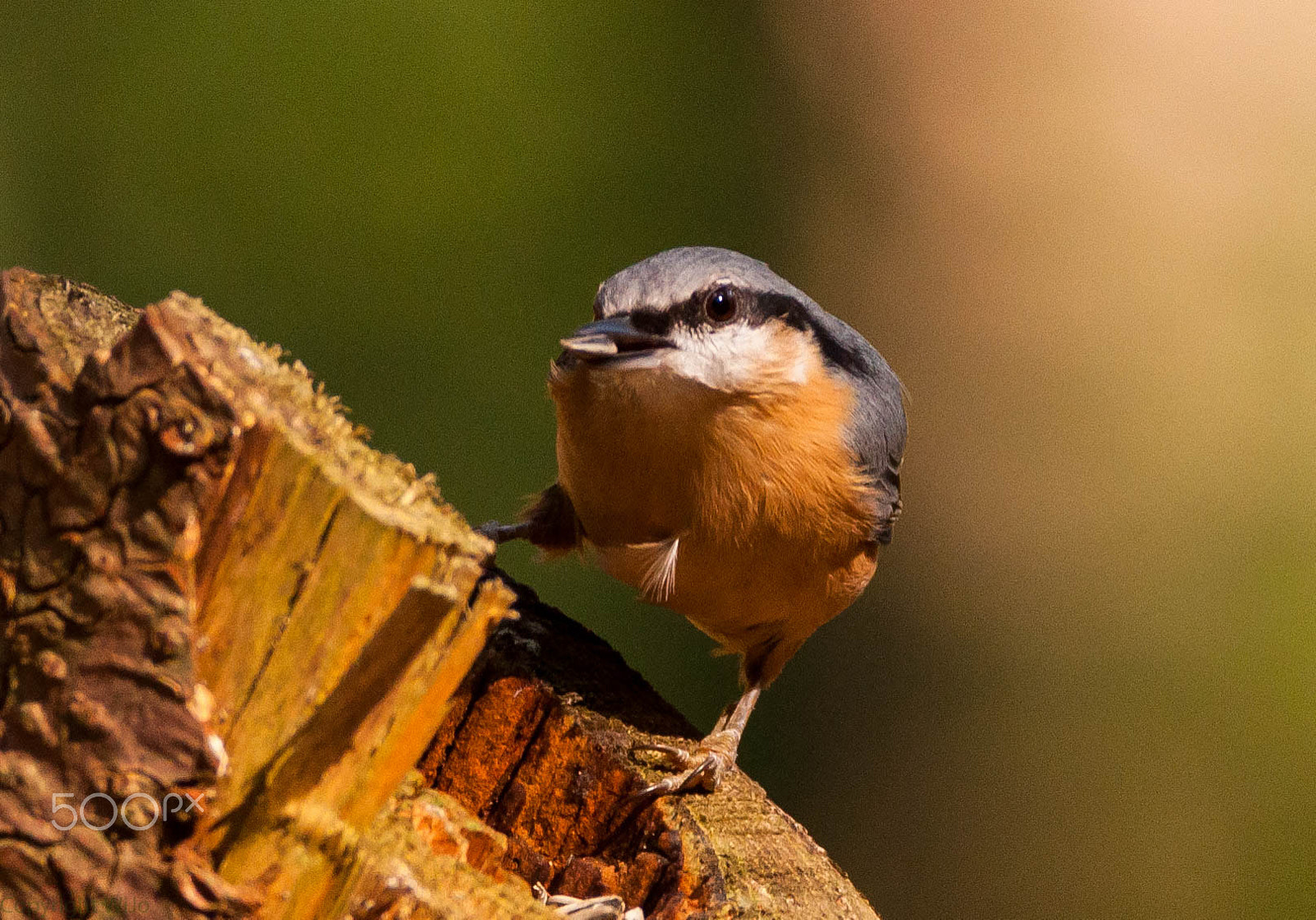 Nikon D90 + Sigma 150-600mm F5-6.3 DG OS HSM | C sample photo. Nuthatch / boomklever photography