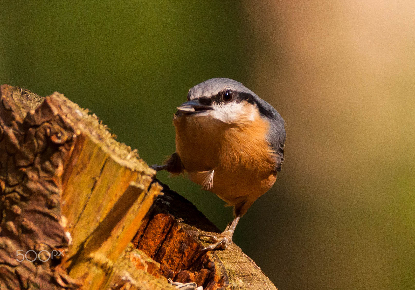 Sigma 150-600mm F5-6.3 DG OS HSM | C sample photo. Nuthatch / boomklever photography