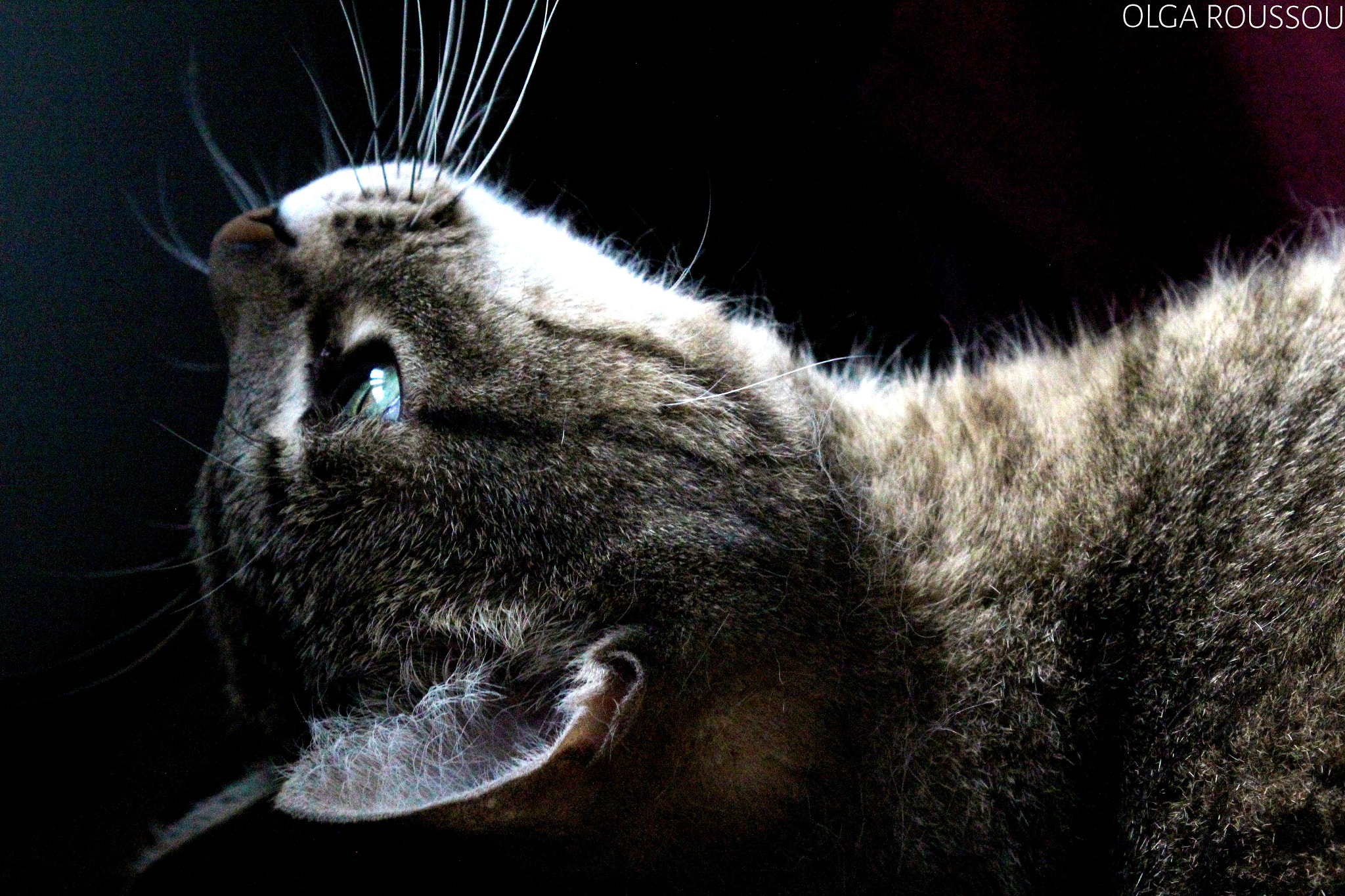 Canon EF 28-105mm f/3.5-4.5 USM sample photo. Feline photography