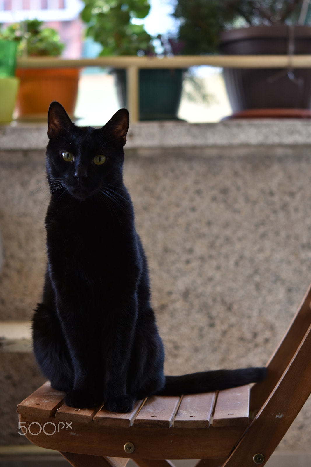 Nikon AF-S Micro-Nikkor 60mm F2.8G ED sample photo. Black cat photography