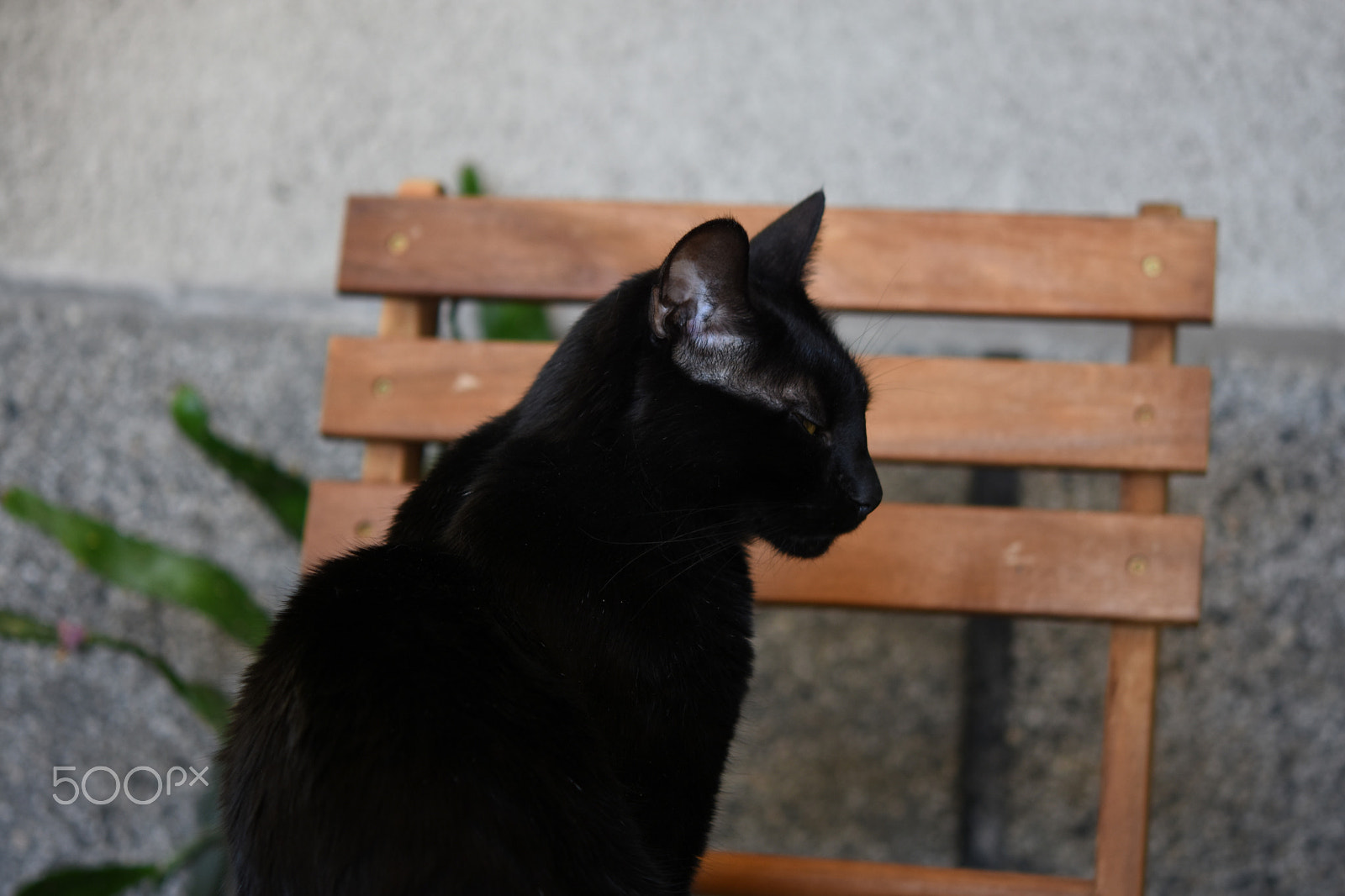 Nikon AF-S Micro-Nikkor 60mm F2.8G ED sample photo. Black cat photography