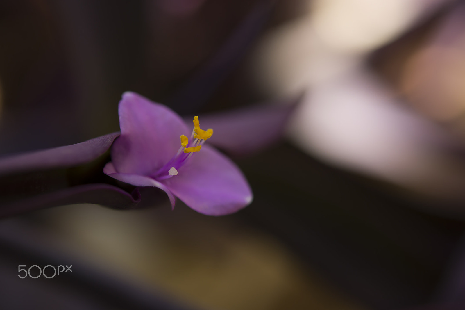 Nikon AF-S Micro-Nikkor 60mm F2.8G ED sample photo. Flowers photography