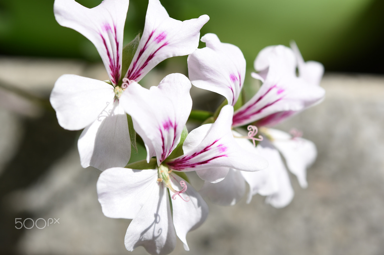 Nikon AF-S Micro-Nikkor 60mm F2.8G ED sample photo. Flowers photography