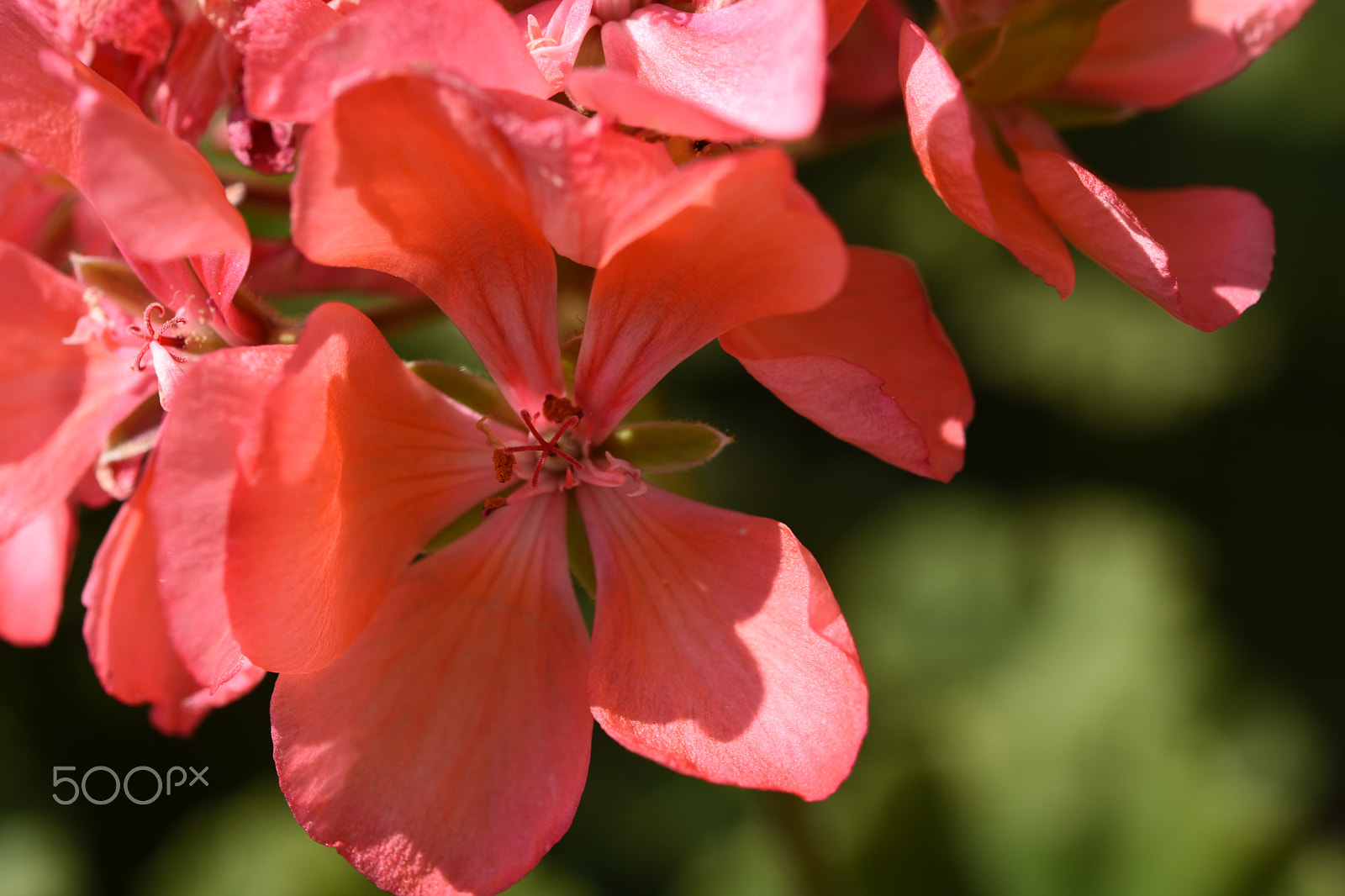 Nikon AF-S Micro-Nikkor 60mm F2.8G ED sample photo. Flowers photography
