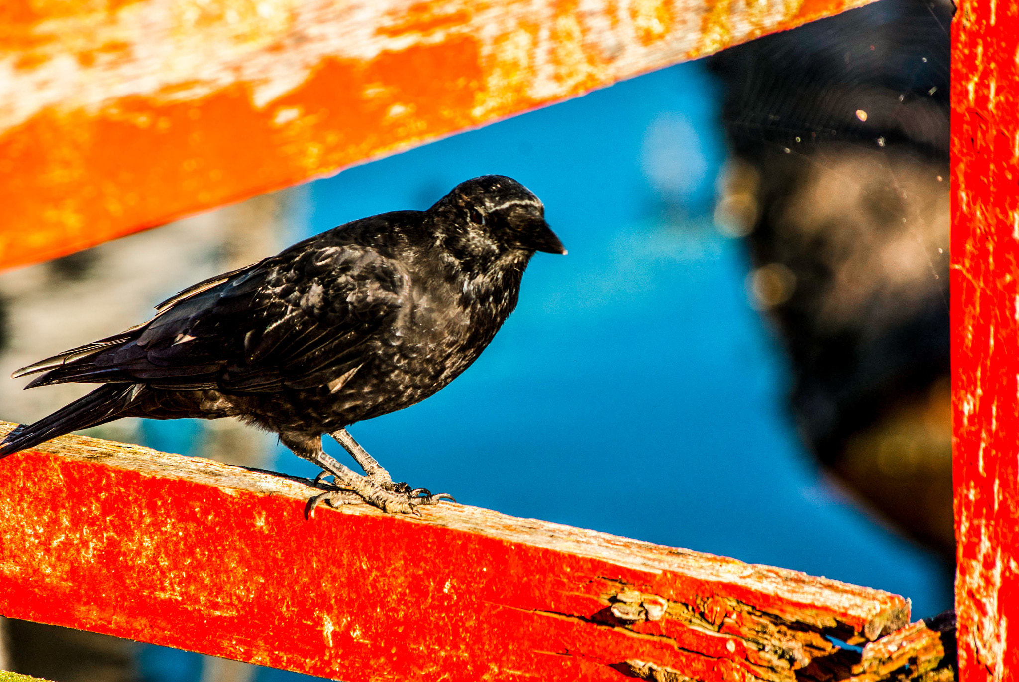 smc PENTAX-DA L 55-300mm F4-5.8 ED sample photo. Red framed old crow photography