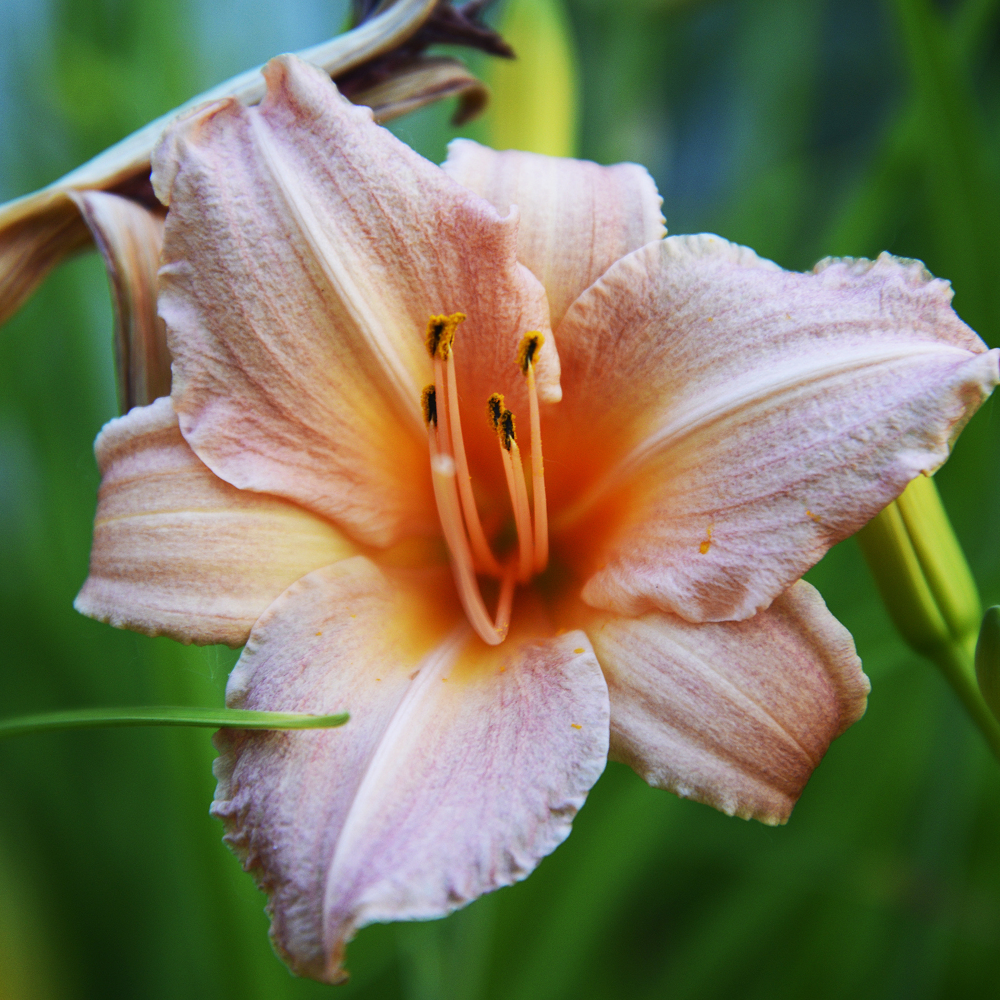 Sigma 150-500mm F5-6.3 DG OS HSM sample photo. Day-lily photography