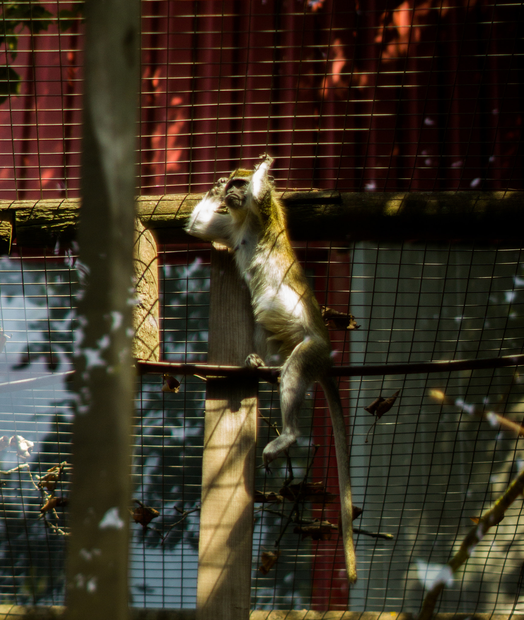 Canon EF 35-80mm f/4-5.6 sample photo. Monkey - olympus om zuiko mc 50mm f1.4 photography